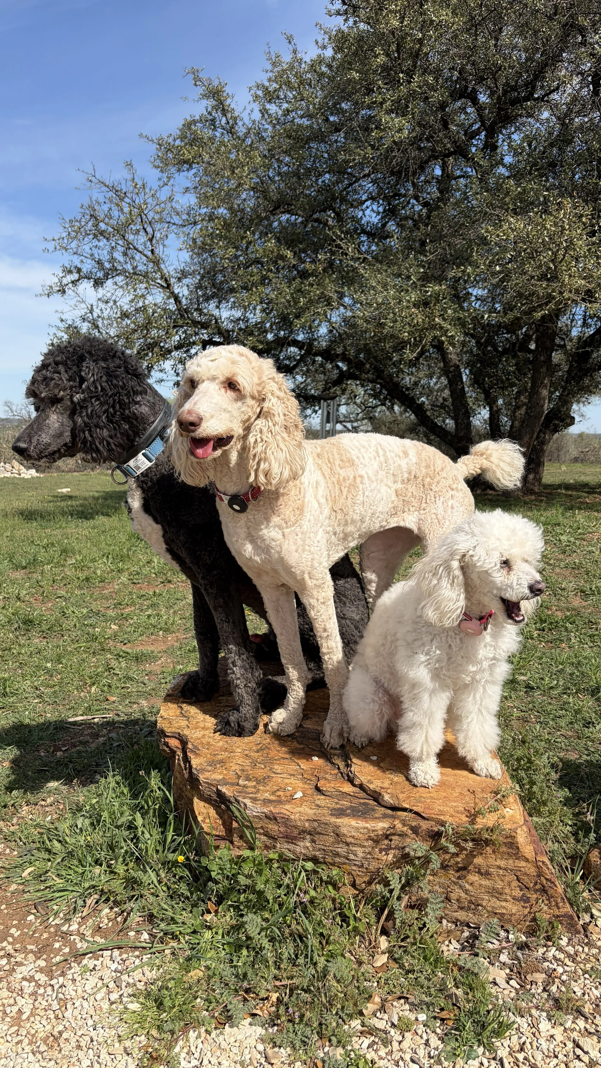Group of four dogs sitting and standing on a tree stump outdoors, with a grassy area, trees, and blue sky in the background.