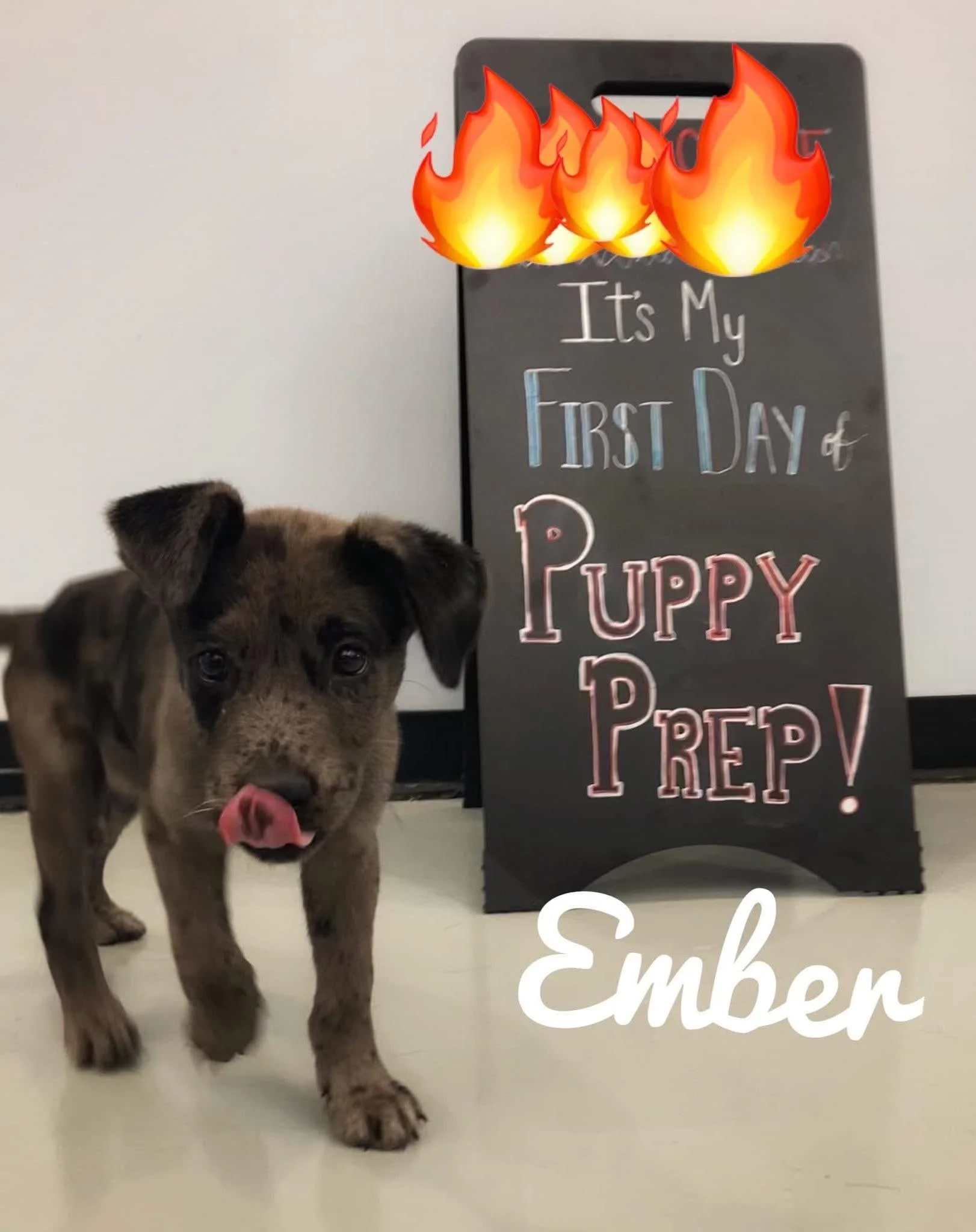 A photo of a brindle puppy with its tongue out, partially visible on the left side of the image, standing next to a black chalkboard sign. The sign has playful, colorful text that reads "It's My First Day of PUPPY PRESCHOOL!" and features three anima