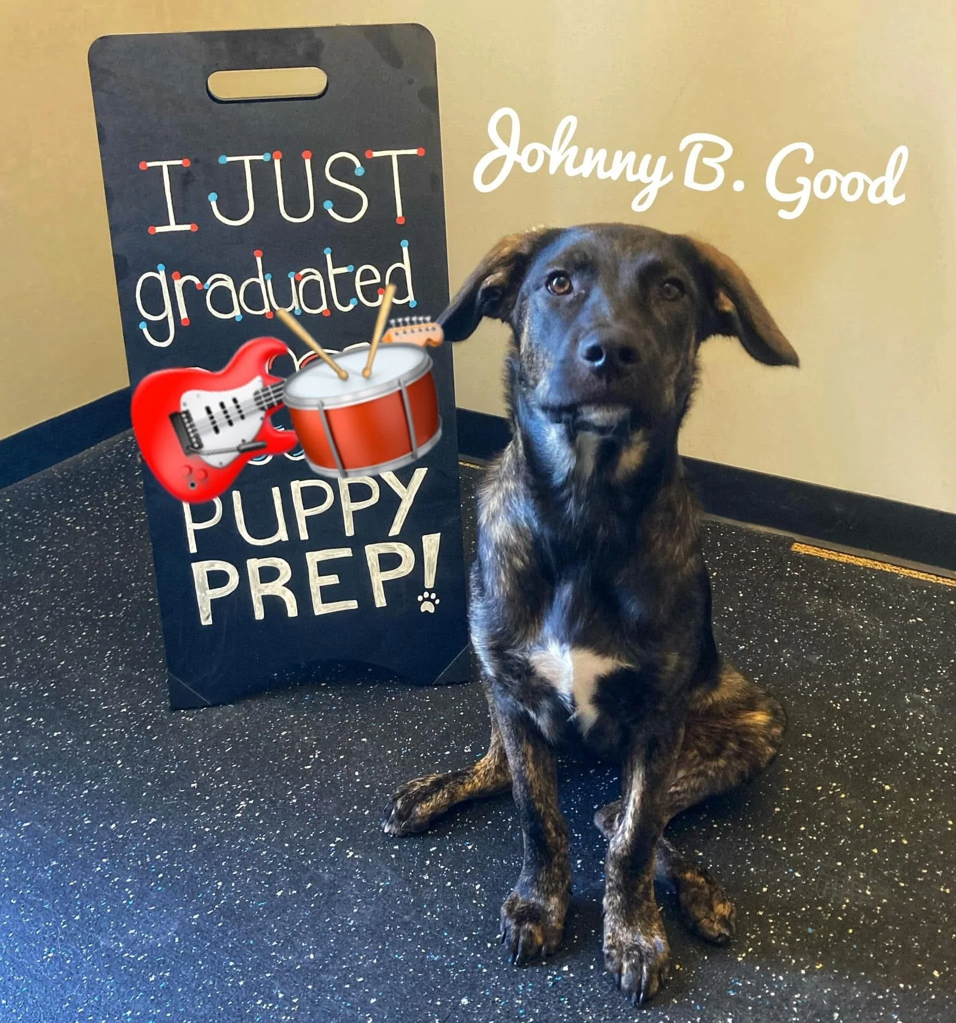 A young mixed-breed puppy with dark fur and lighter markings on its chest and paws, sitting on a speckled black floor. Behind the puppy, there is a black sign with colorful text that says 'I JUST graduated' and an additional message. The scene appear