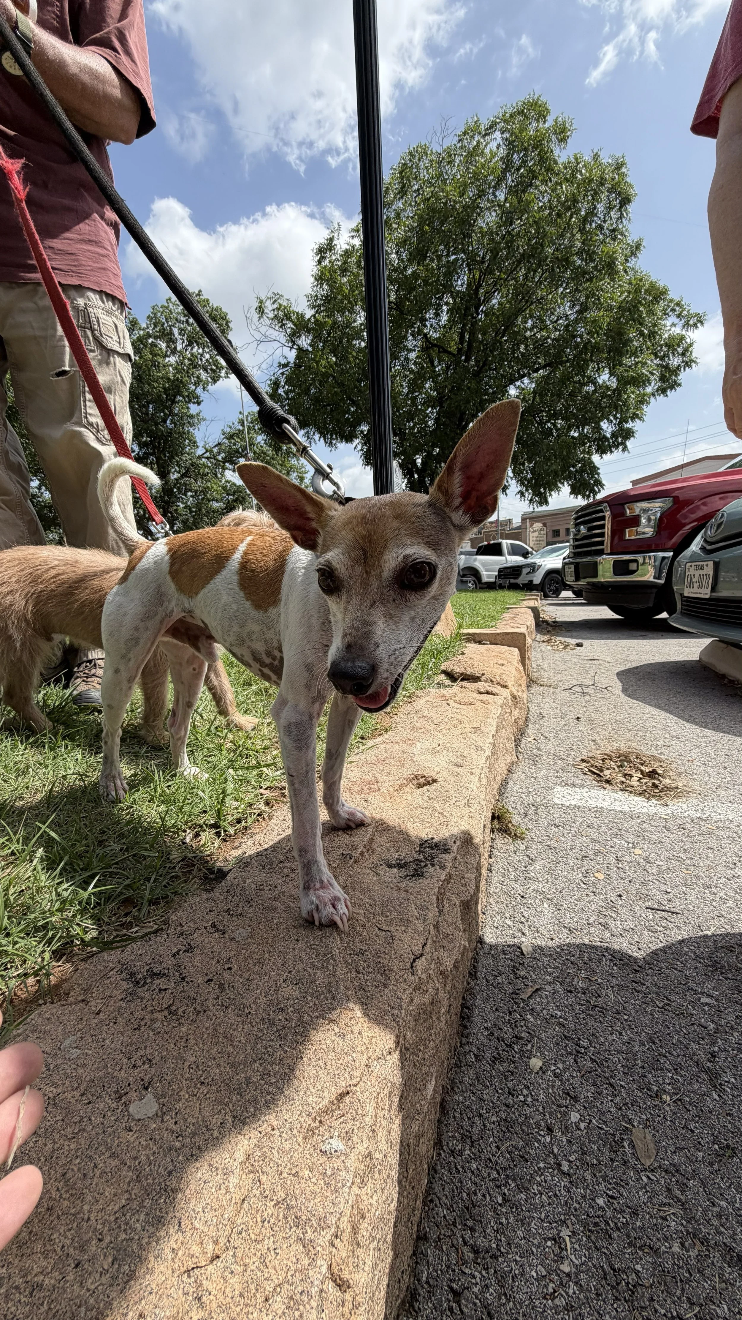 Small dog with white and brown fur standing on a sidewalk near a curb, with two people holding its leash, a tree, parked cars, and a partly cloudy sky visible in the background.