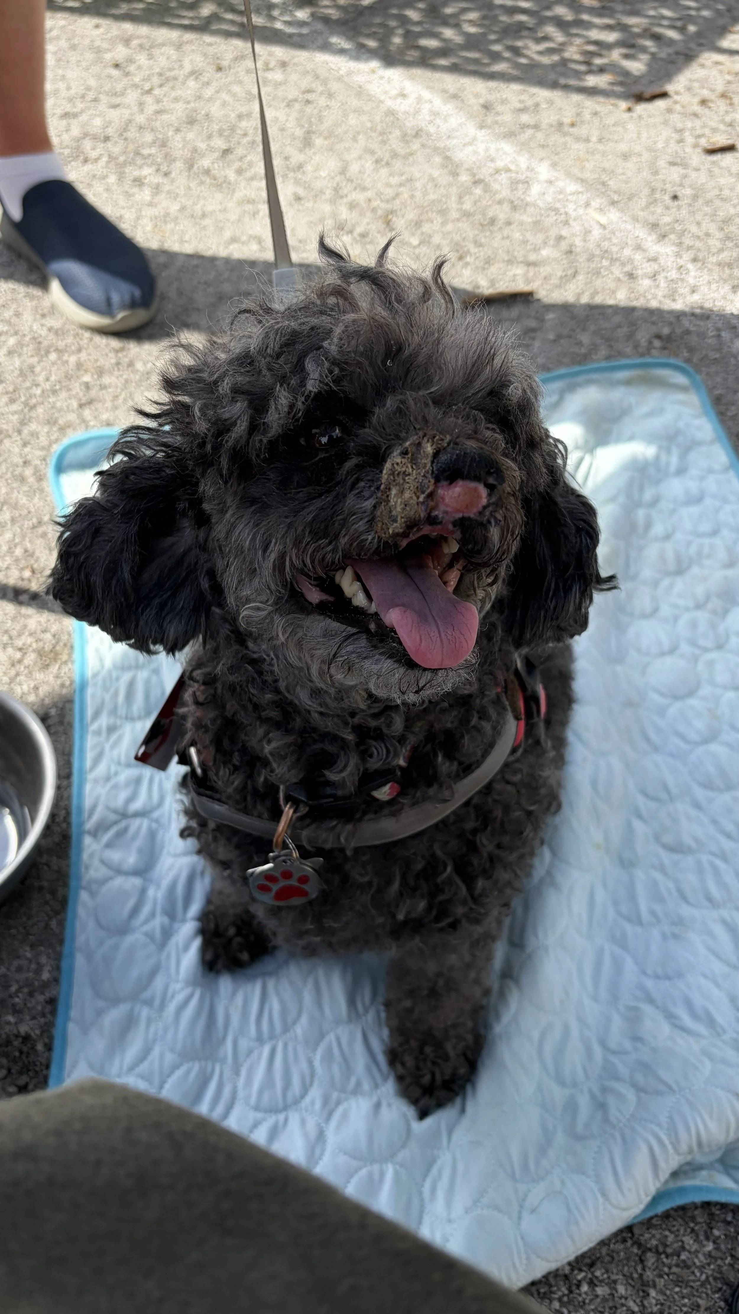 Black curly-haired dog sitting on a white quilted mat outdoors, with dog toys and a person’s legs in sneakers nearby.