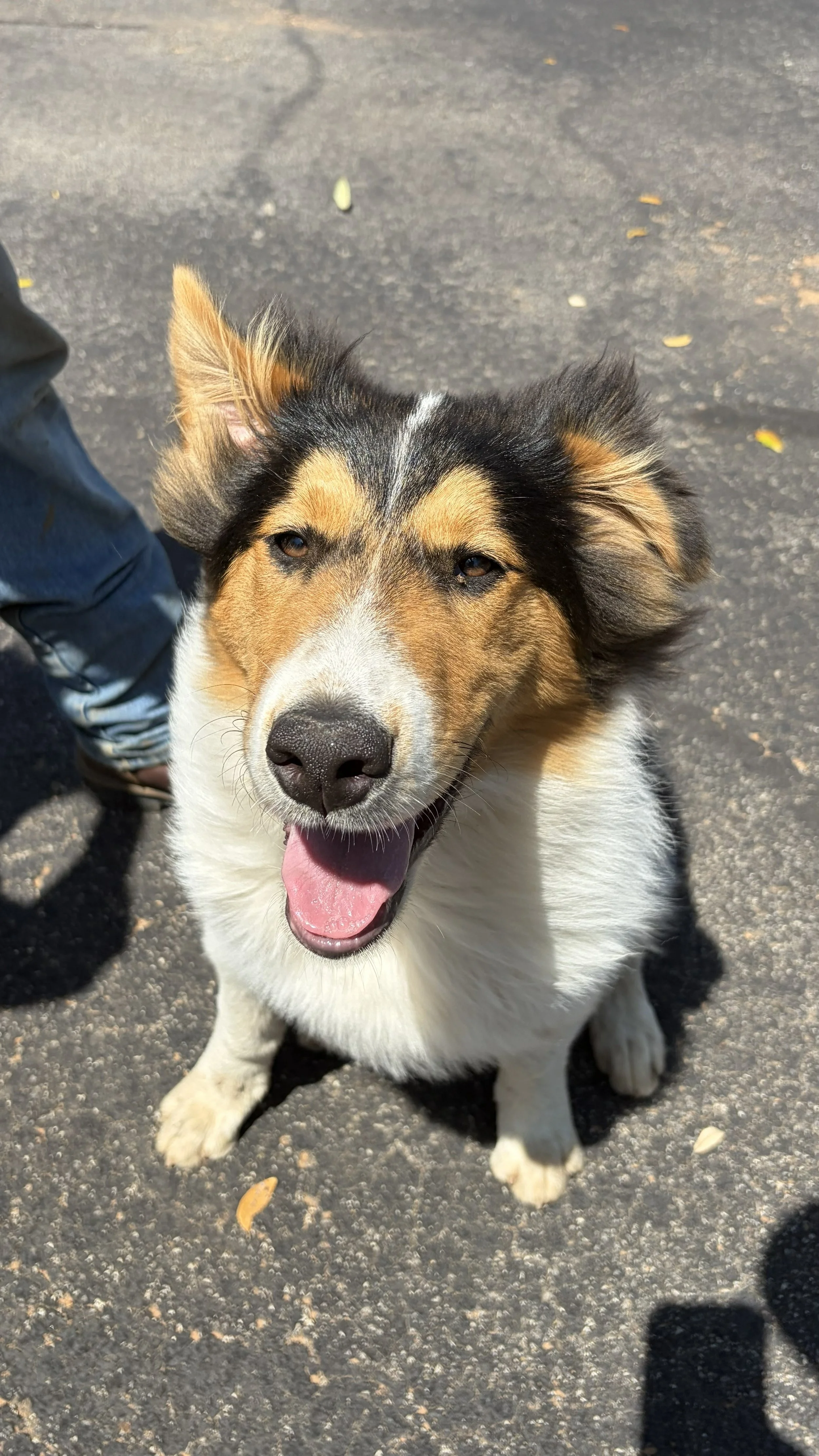 A happy, smiling dog with a black, white, and tan coat sitting on a paved surface, with a person standing nearby.