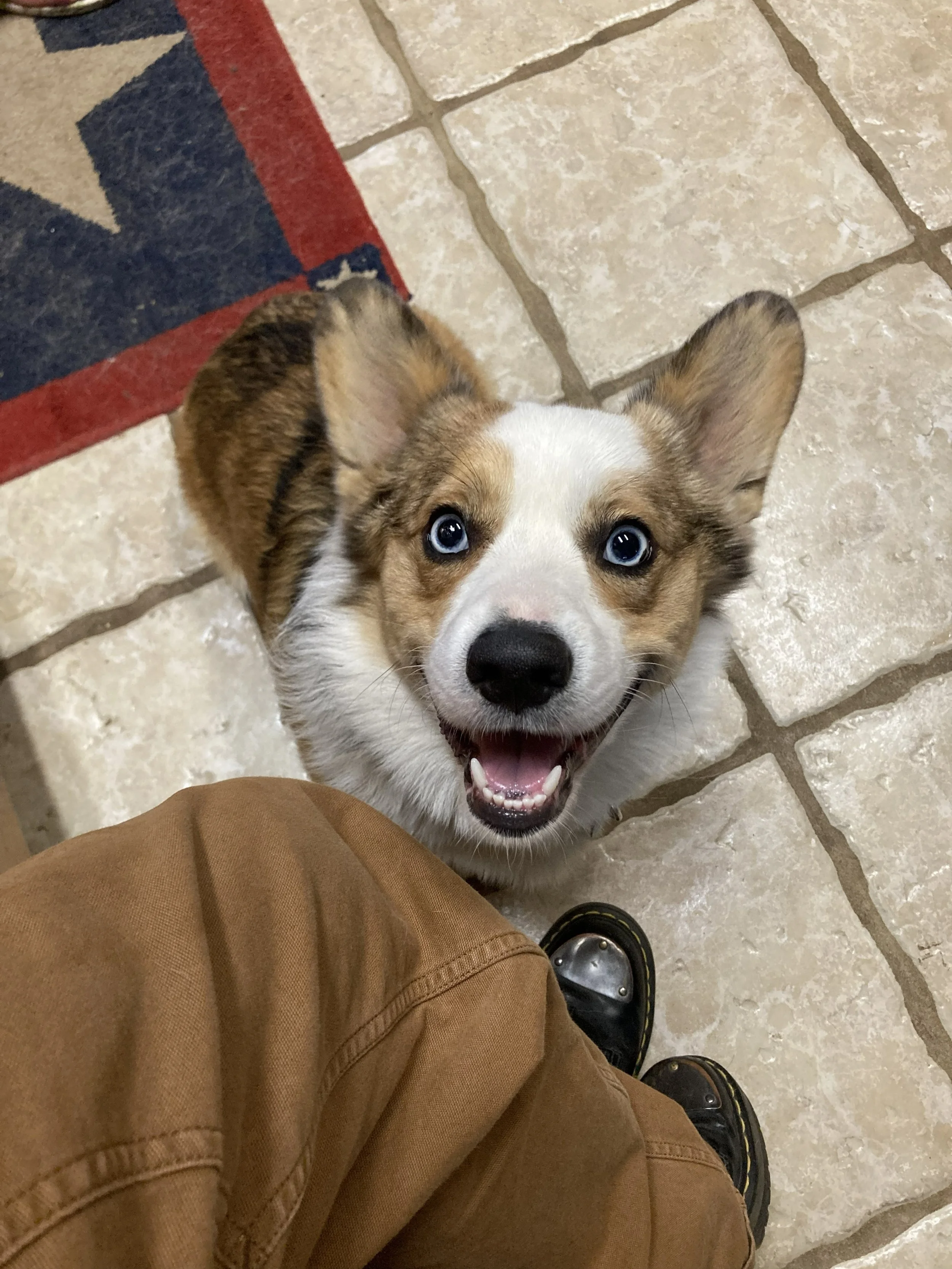 A puppy with blue eyes looking up, sitting on a tiled floor next to a person wearing brown pants and black shoes.