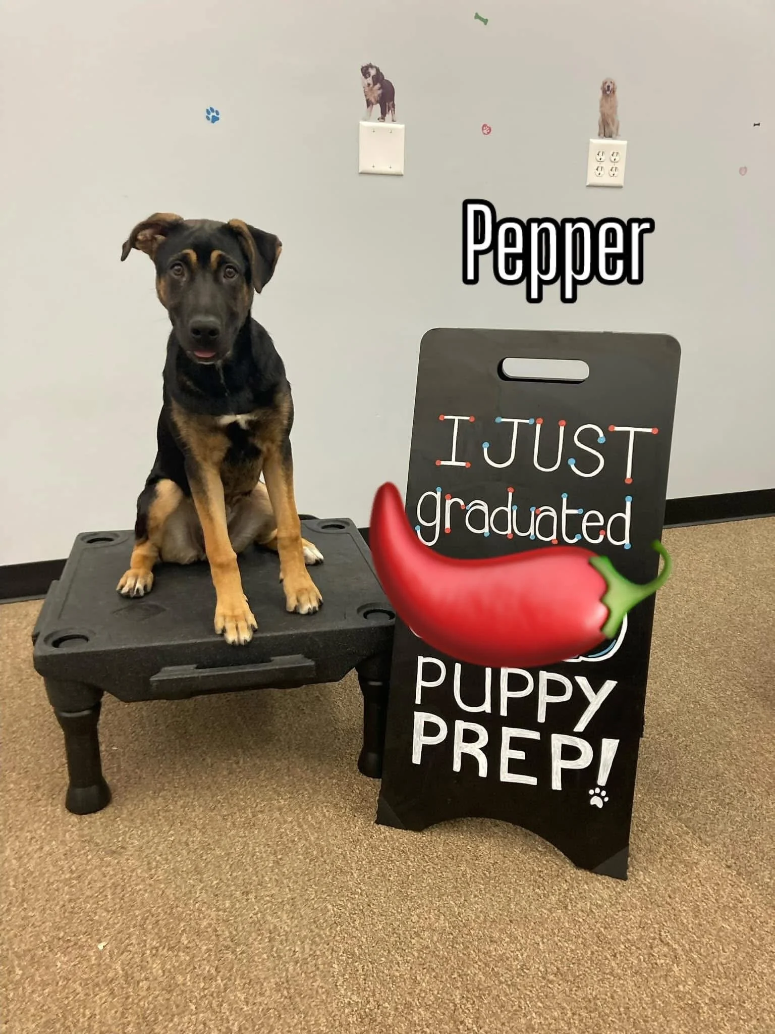 A puppy sitting on a black table with a sign that says 'I just graduated puppy prep!' and a red chili pepper decoration in front of it. The background has wall decorations of photos of different dog breeds and the word 'Pepper' in large text.