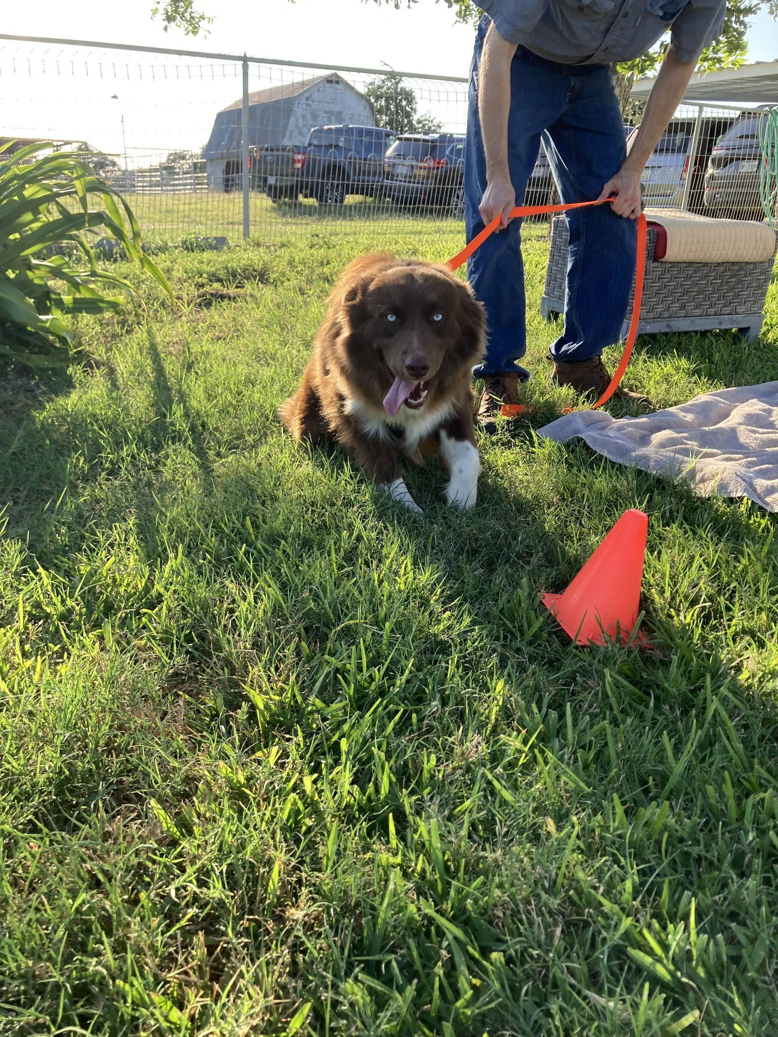 A brown and white dog with blue eyes runs toward the camera on a grassy yard, with a person holding an orange leash and various outdoor furniture and parked cars in the background.