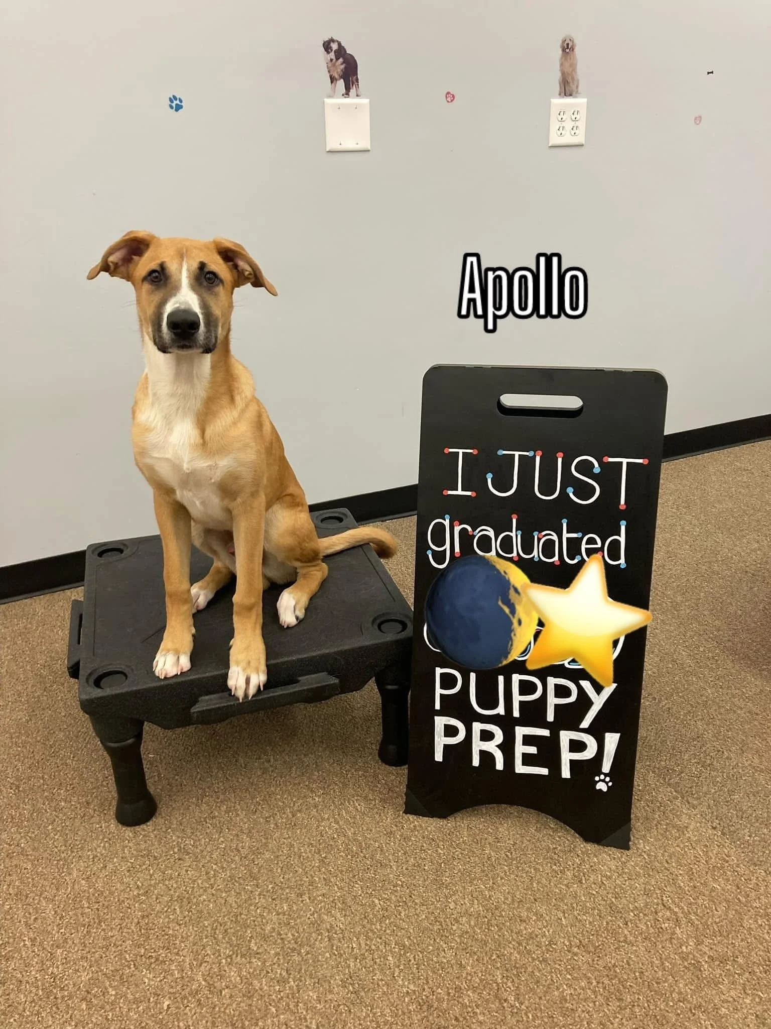 A dog sitting on a groomer's table next to a sign that reads, "Just graduated puppy prep!" The background shows a light-colored wall with pictures of dogs and two electrical outlets.