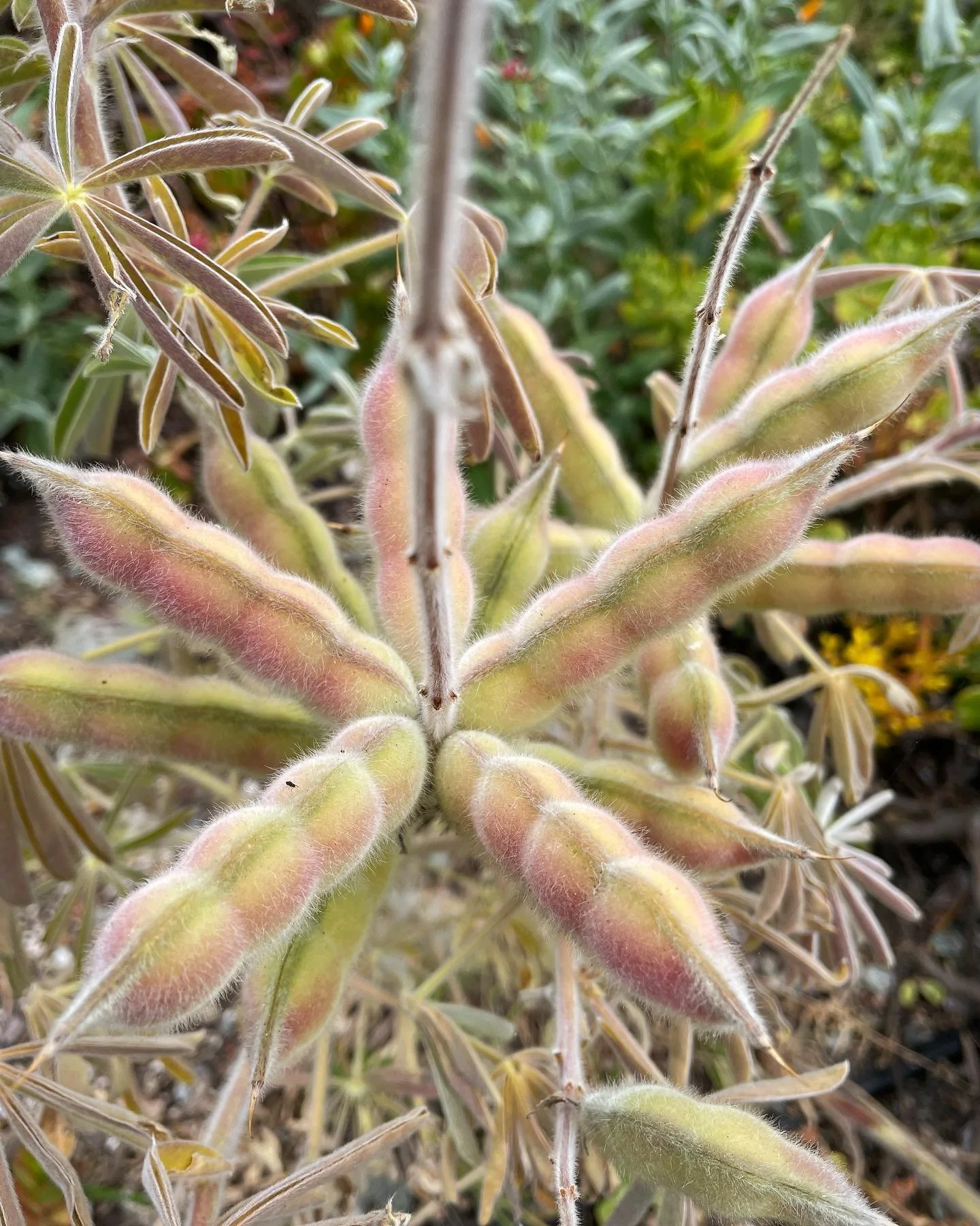 Lupine seeds, aeonium buds, leptospermum bloom, echium &lsquo;tower of jewels&rsquo;, me feelin&rsquo; the jewels, banksia