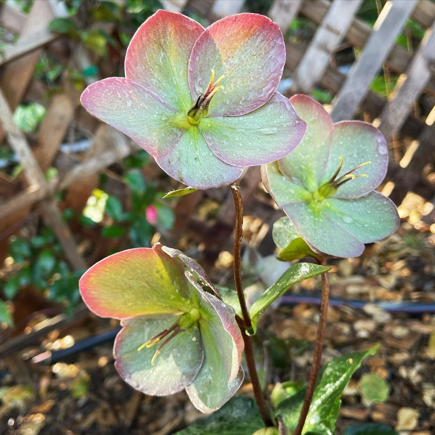 Helleborus are one of my favorite shade loving plants and this one has especially cool winter flowers!

#flowers #landscapedesign #plants #landscapedesigners #coolplants #beautiful
