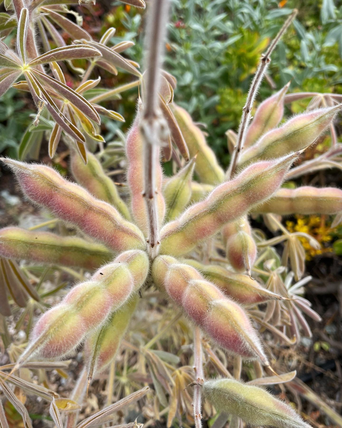 Lupine seeds, aeonium buds, leptospermum bloom, echium &lsquo;tower of jewels&rsquo;, me feelin&rsquo; the jewels, banksia