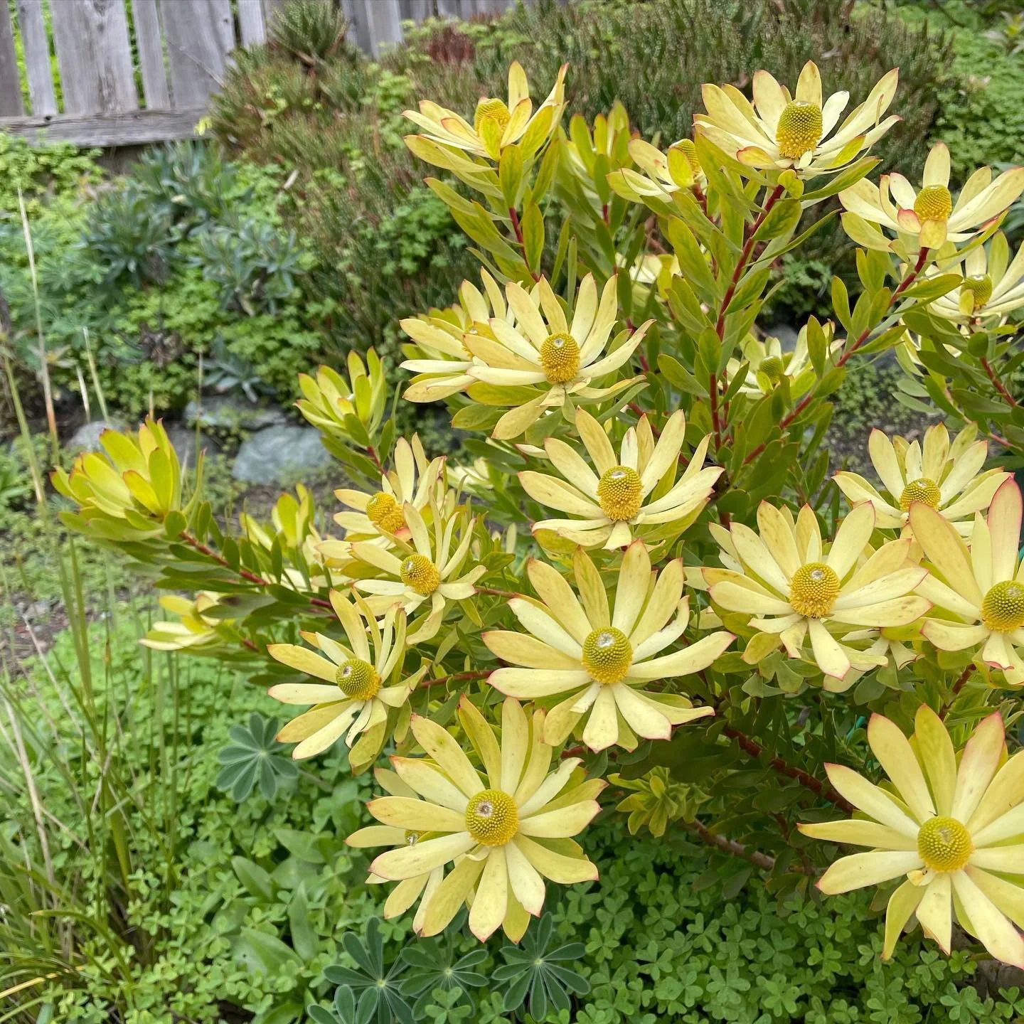 Leucadendron &lsquo;Afterburner&rsquo;
Beyond the dazzling yellow flowers and bracts this variety of cone bush has some exquisite red stems that just add even more to an already stunning plant. The size stays within 3&rsquo; wide by 5&rsquo; across m