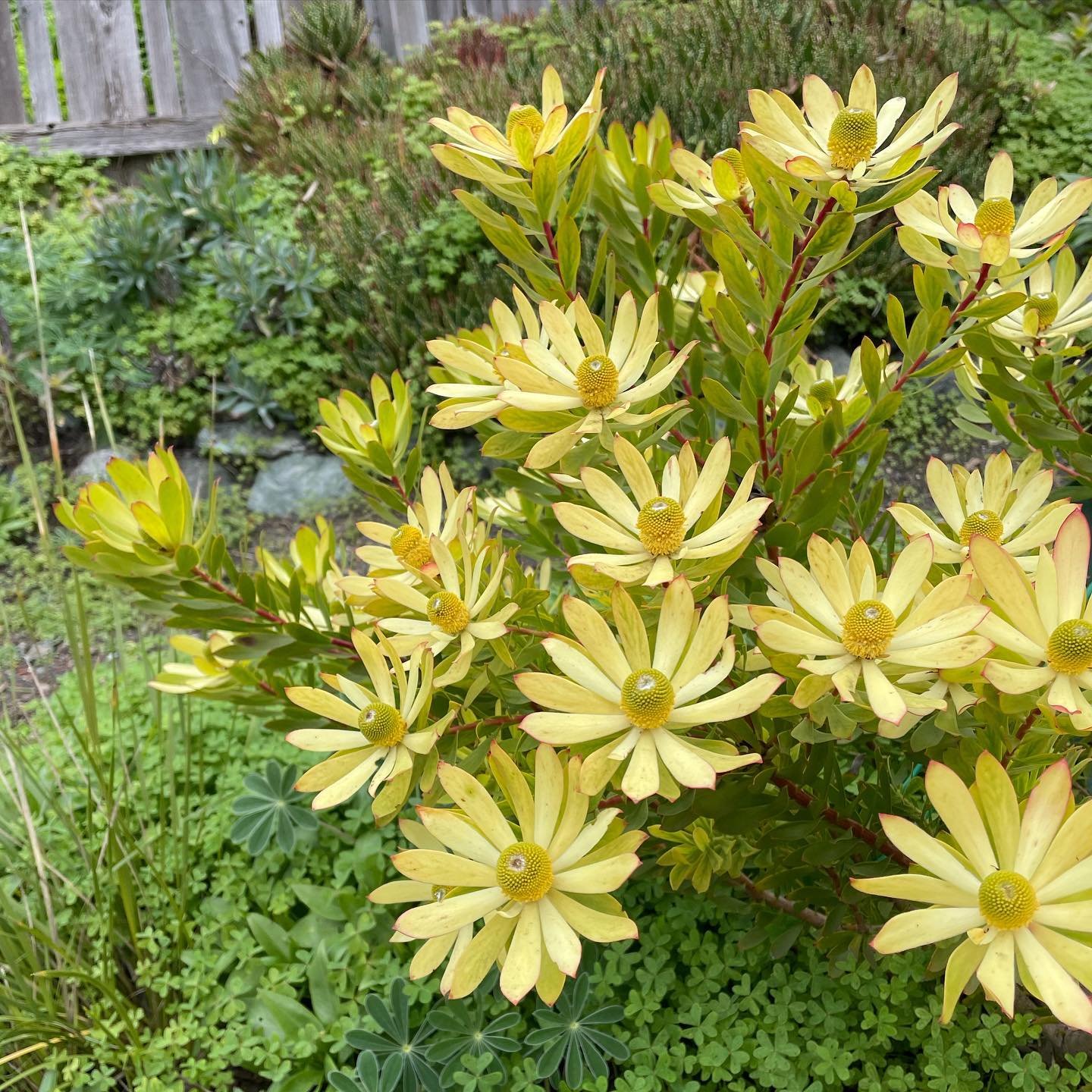Leucadendron &lsquo;Afterburner&rsquo;
Beyond the dazzling yellow flowers and bracts this variety of cone bush has some exquisite red stems that just add even more to an already stunning plant. The size stays within 3&rsquo; wide by 5&rsquo; across m