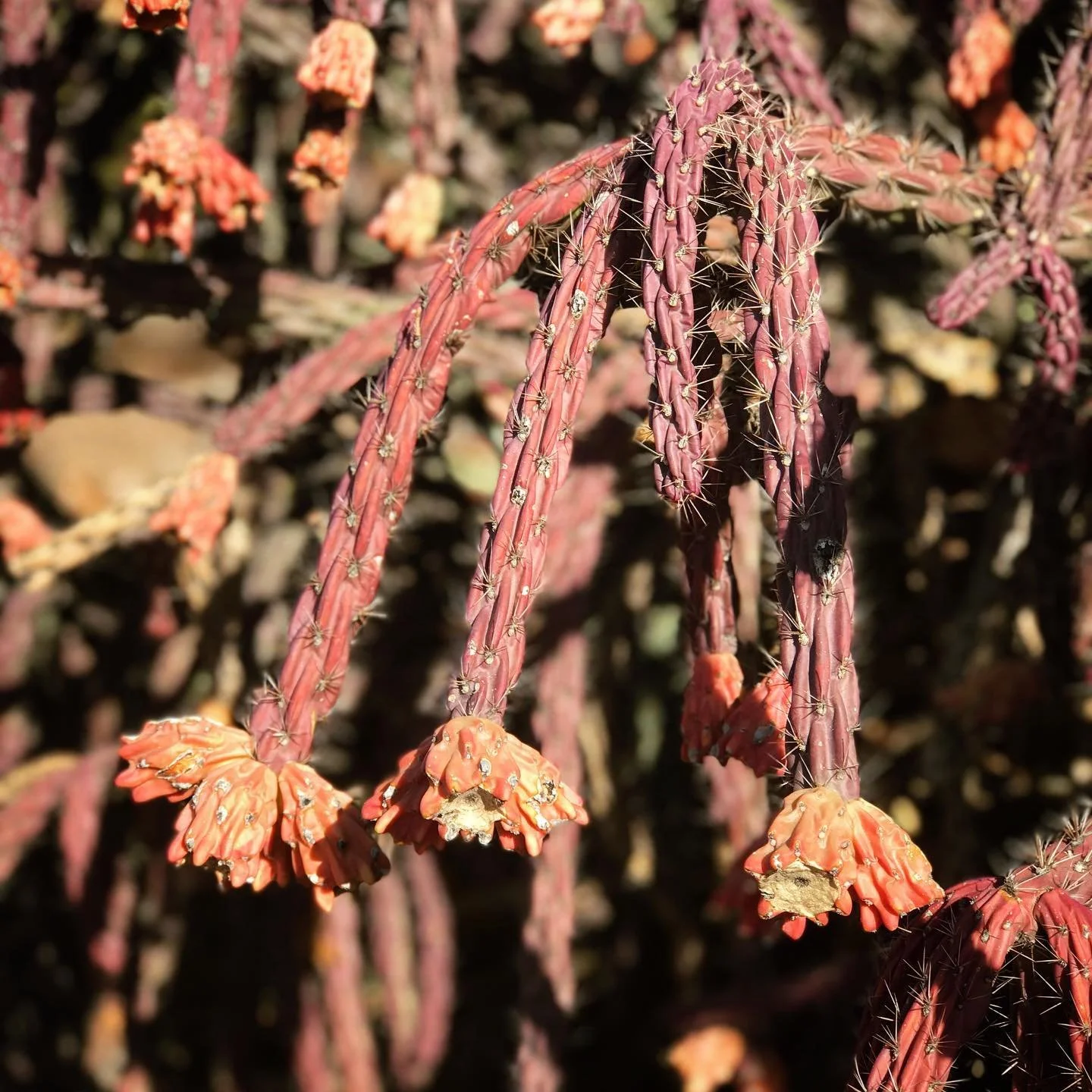I visited the @denverbotanic gardens and discovered this cool Cylindropuntia versicolor!  I love the colors.