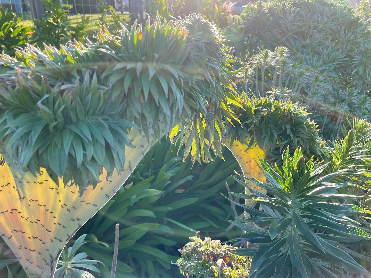 echium candicans
Pride of Maderia
This is what is called a fascination aka cresting and caused by infection or hormonal imbalance.  Beyond all that it just looks insanely cool especially when it&rsquo;s backlit.