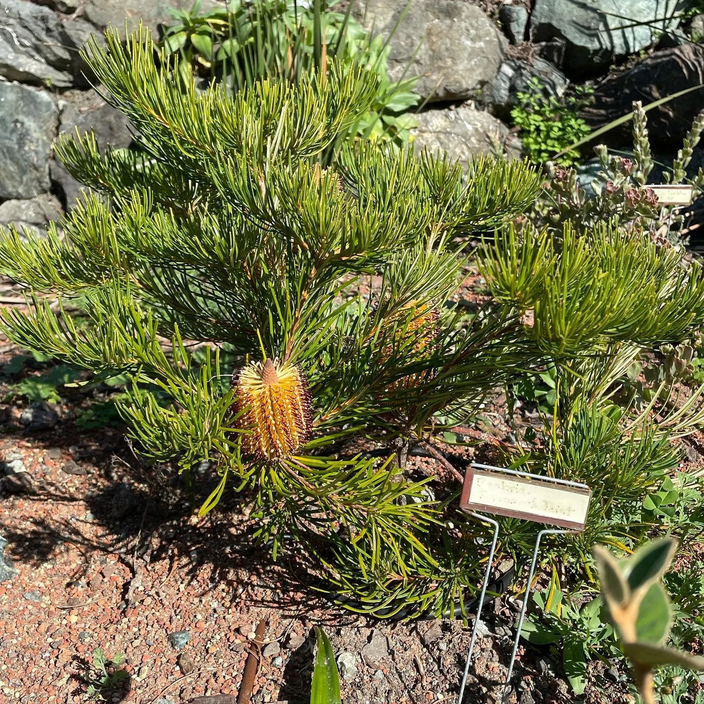 This Banksia spinulosa 'Schnapper Point' (aka Koala Blooms Banksia) is a new addition for a long-time client.  It&rsquo;s been planted in the garden about a year now and just got it&rsquo;s first bloom.  So coolllll!!!! It stays a nice size for small