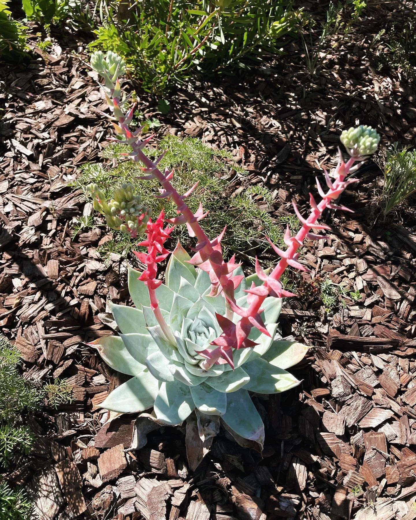Dudleya brittonii 
&ldquo;Giant Chalk Dudleya&rdquo;
This dudleya is looking really cool in one of my Richmond gardens with it&rsquo;s spiraling flowers.