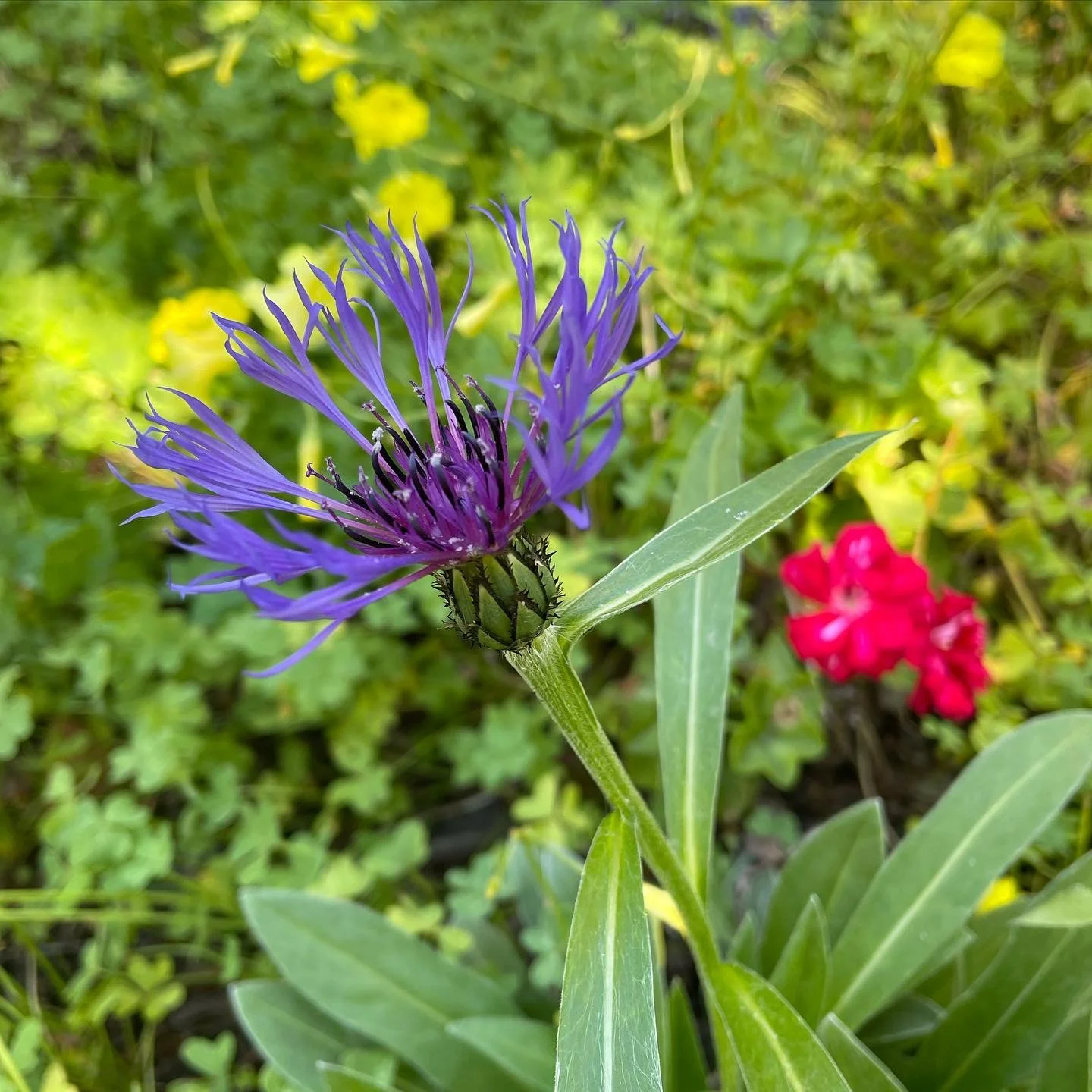 This annual flower, centauria cyanus or cornflower,  is a great addition for color and it&rsquo;s interesting form.
#flowers #gardening #plantmagic #garden #landscaping #landscapedesign