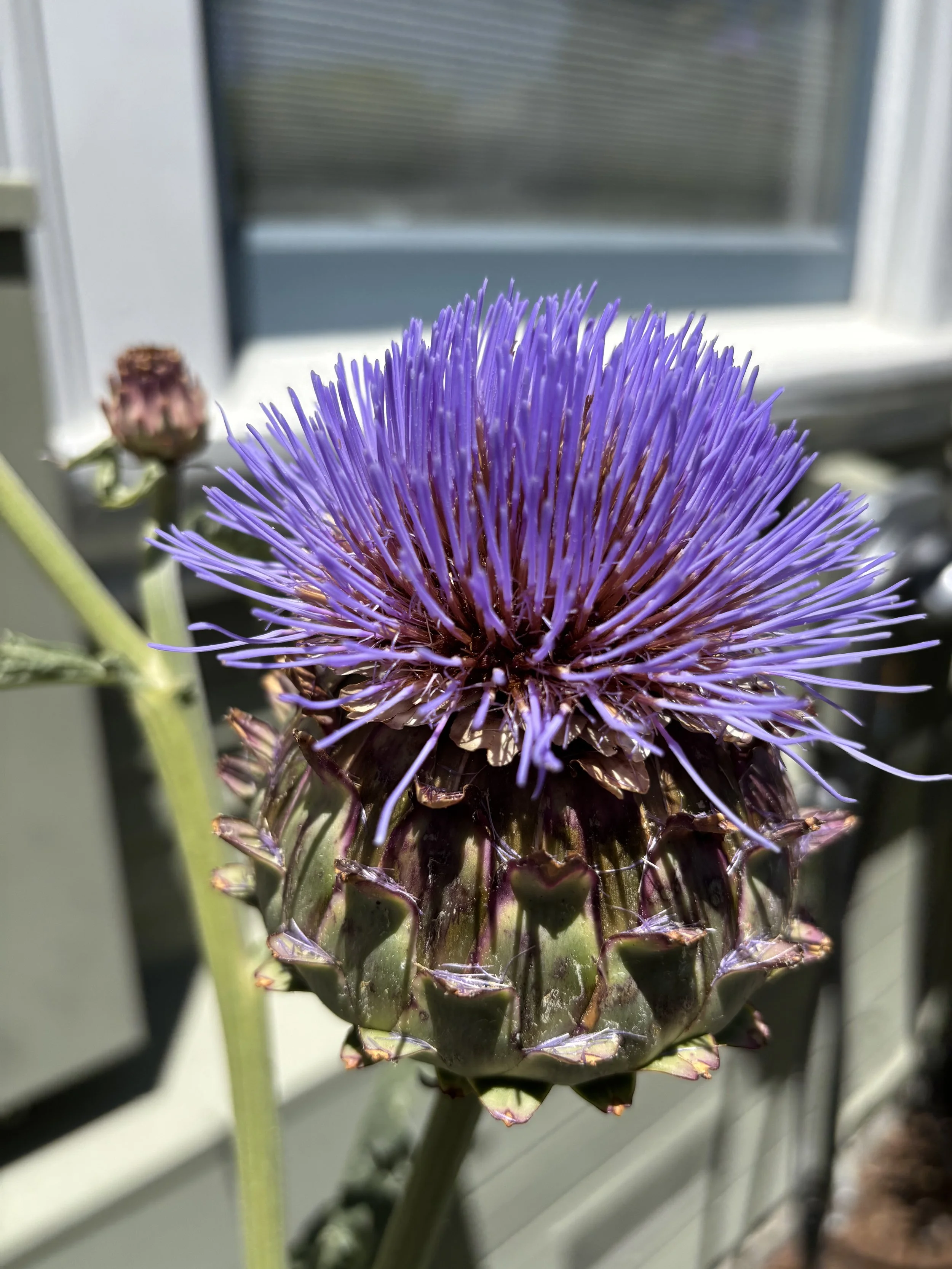 IMG_0971.jpeg