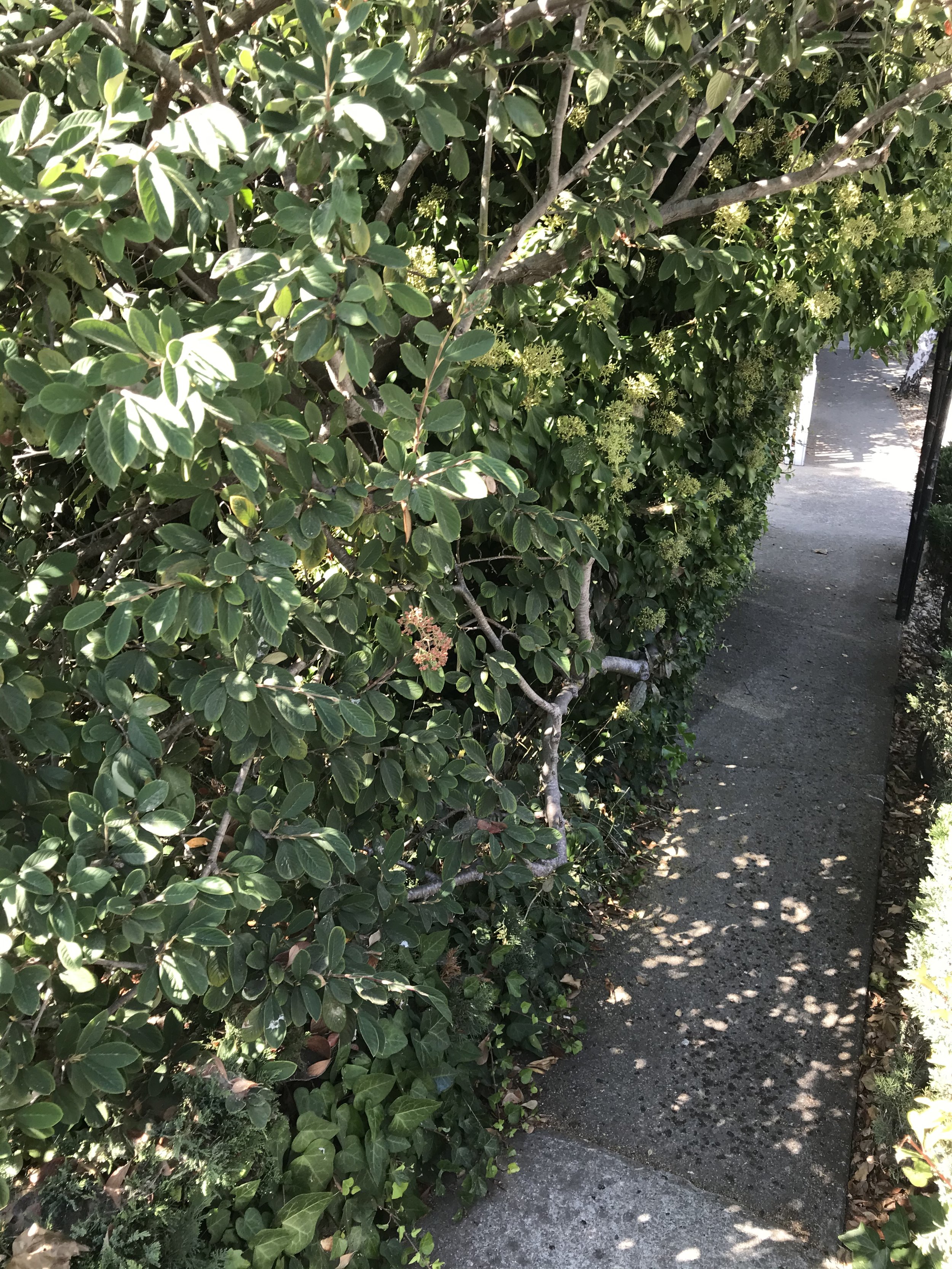 IMG_1392.jpeg
