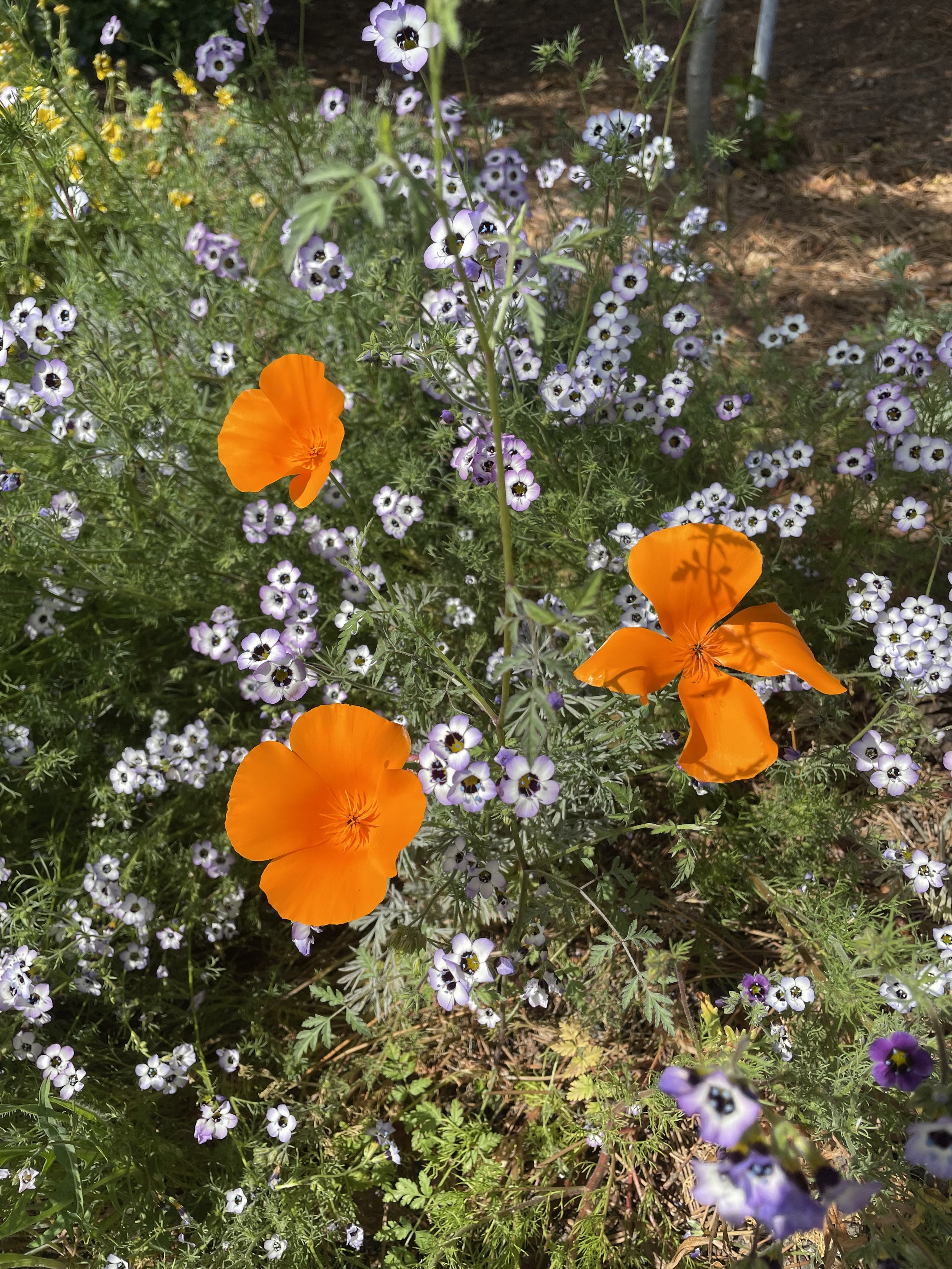 IMG_2285.jpeg