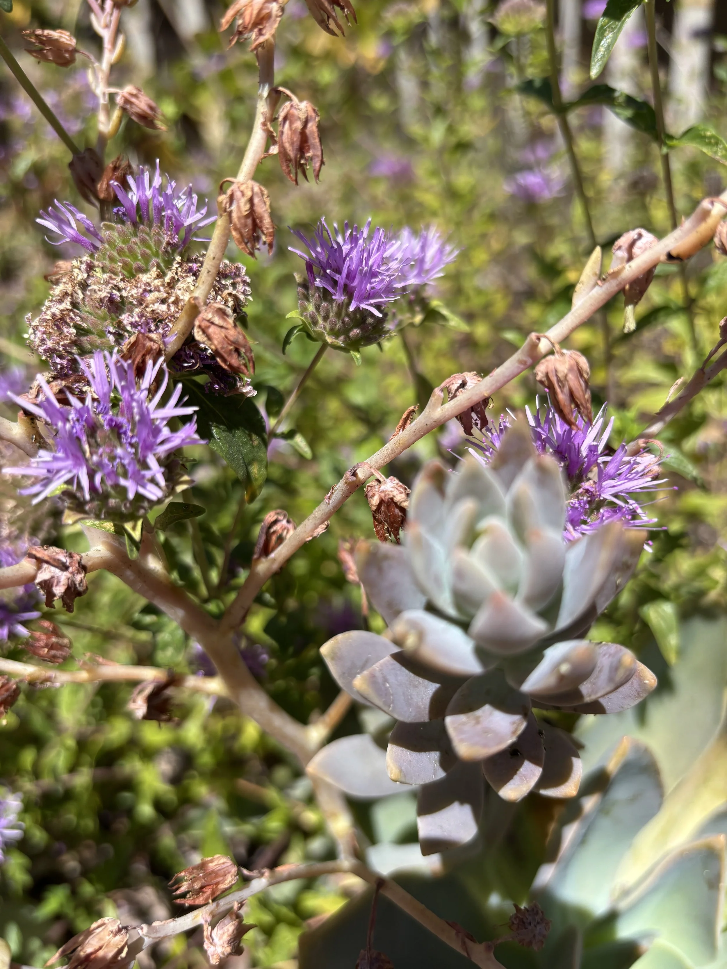IMG_0972.jpeg
