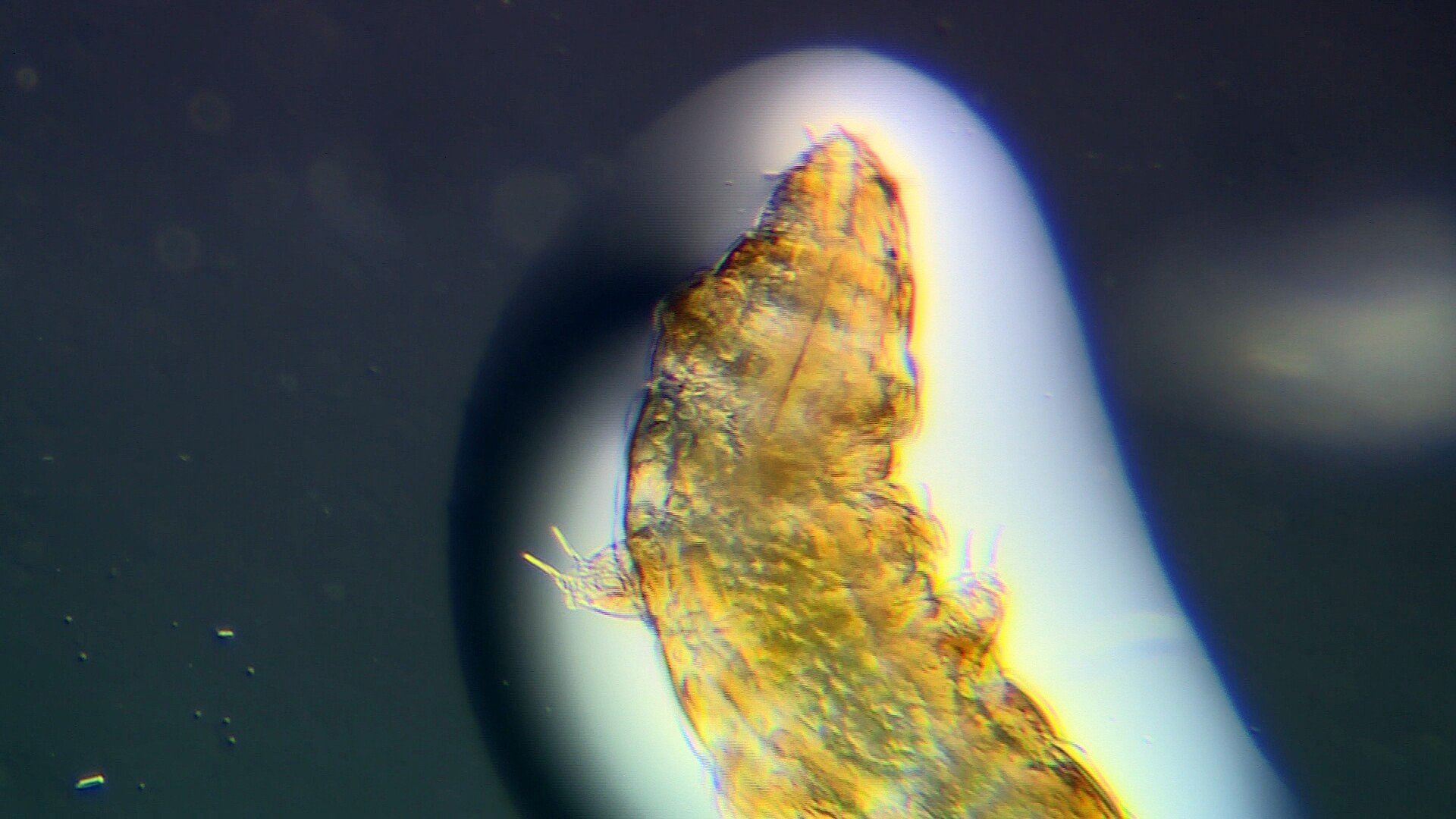 Close up of the microscopic life form called Tardigrade