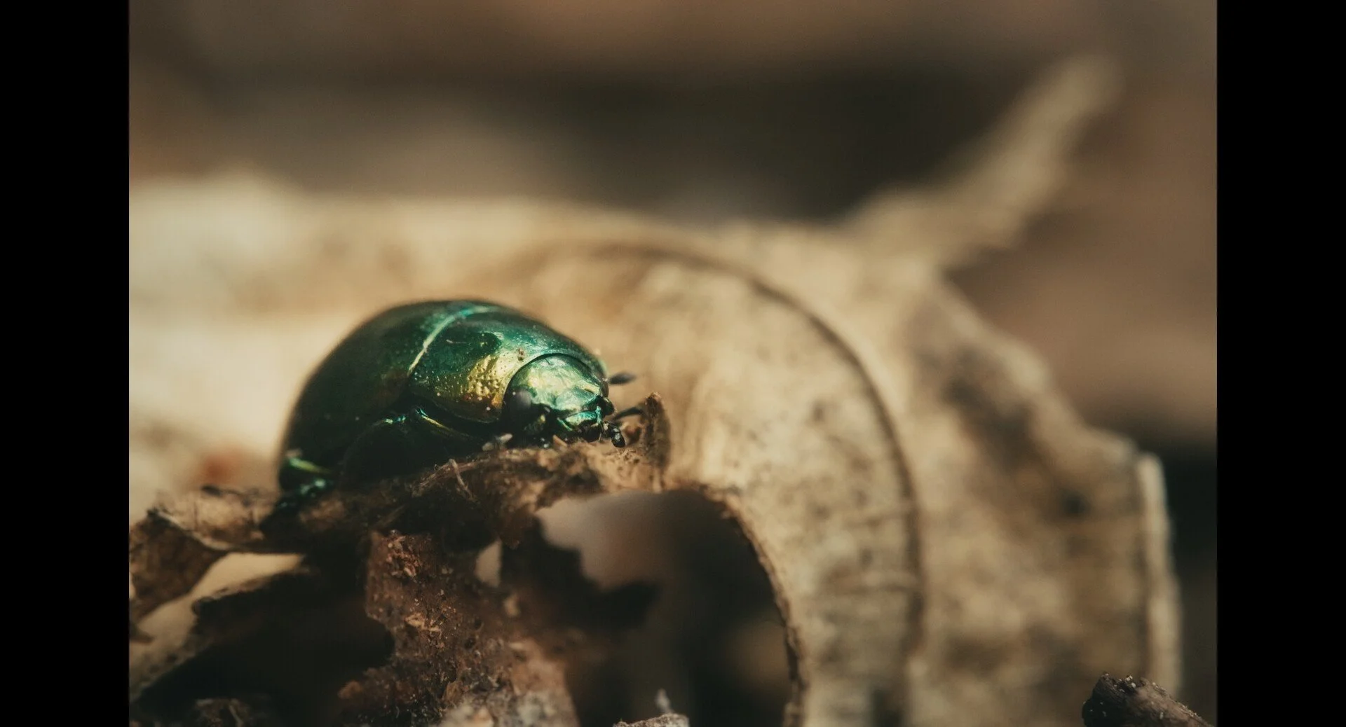 A green beetle