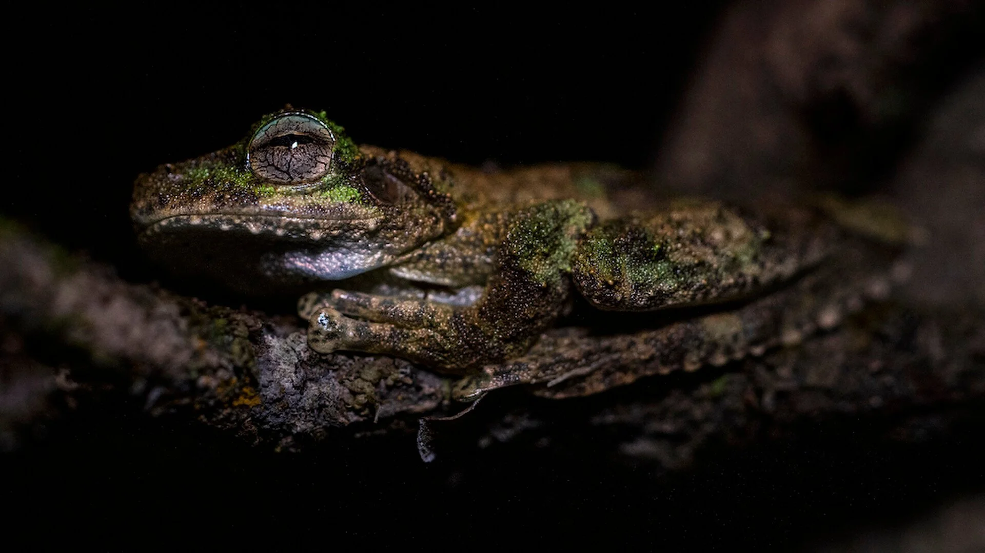 Photo 6 Kuranda_Tree_Frog_2_better.jpg