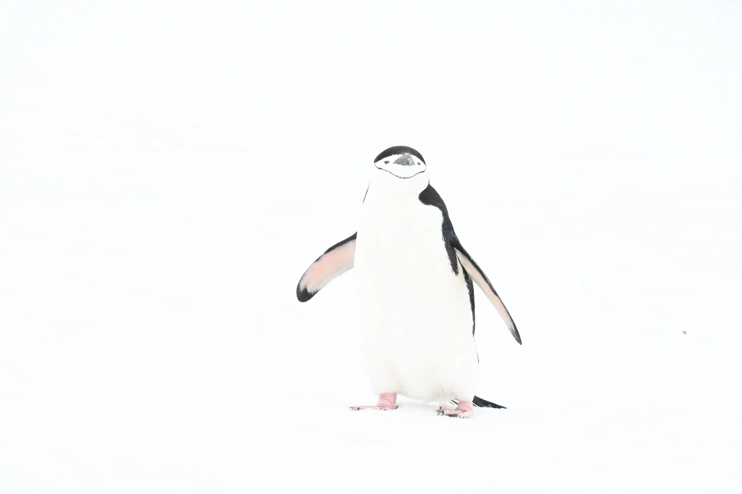 Antarctica Contract #3