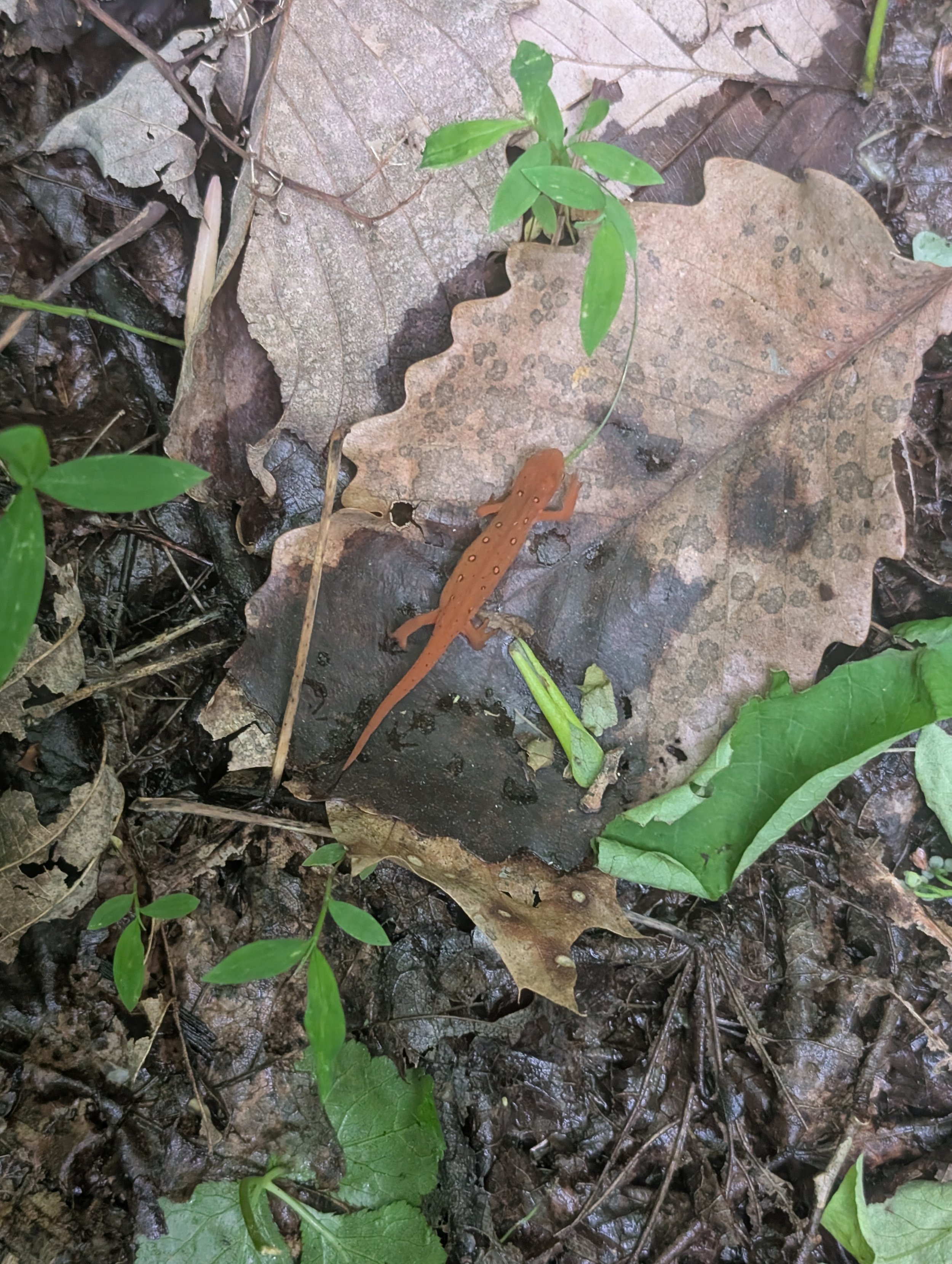 red spotted newt.jpg