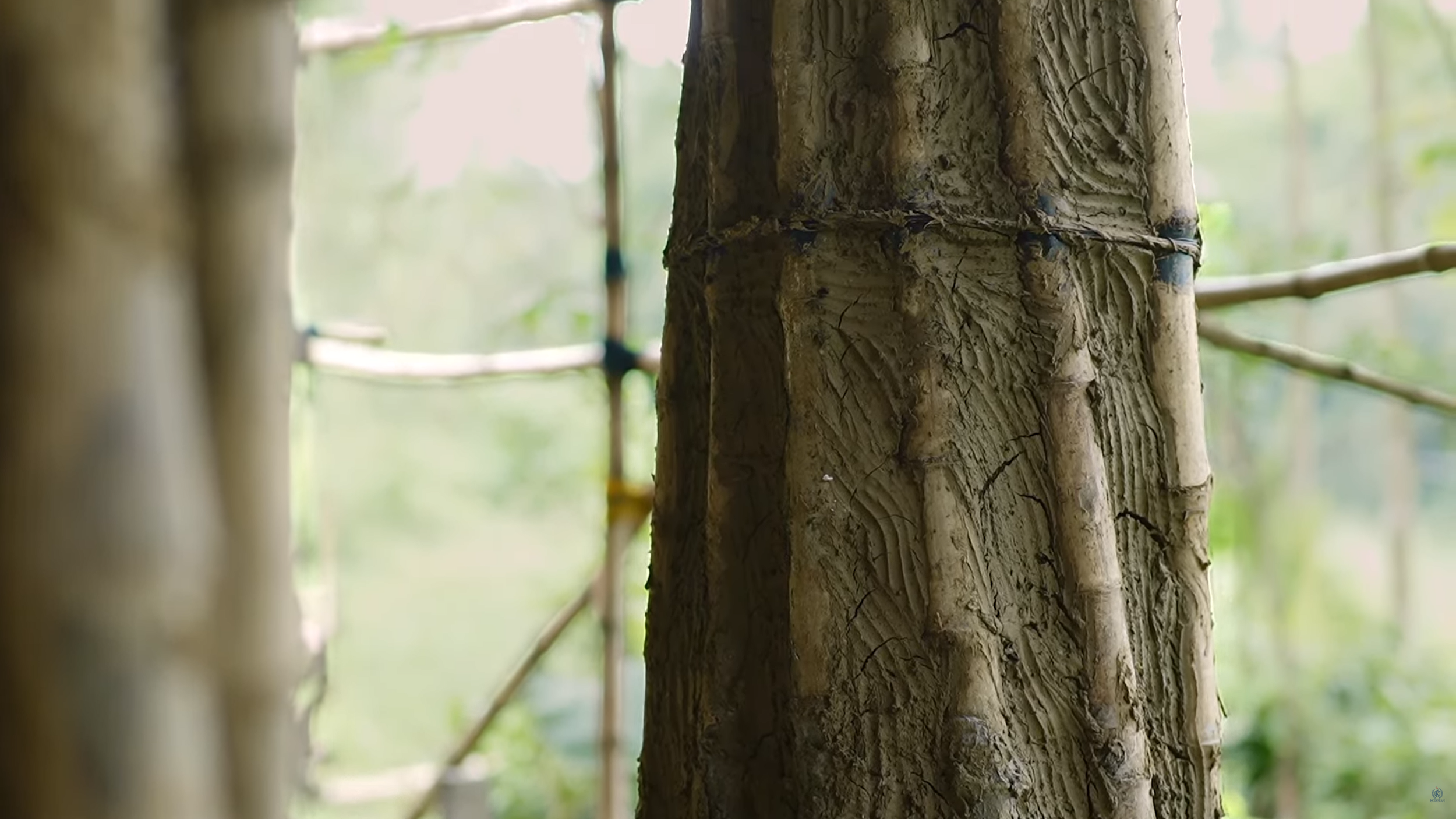 Nahaufnahme eines Baumstamms mit sichtbaren Rindenstrukturen in einem Wald im Hintergrund.