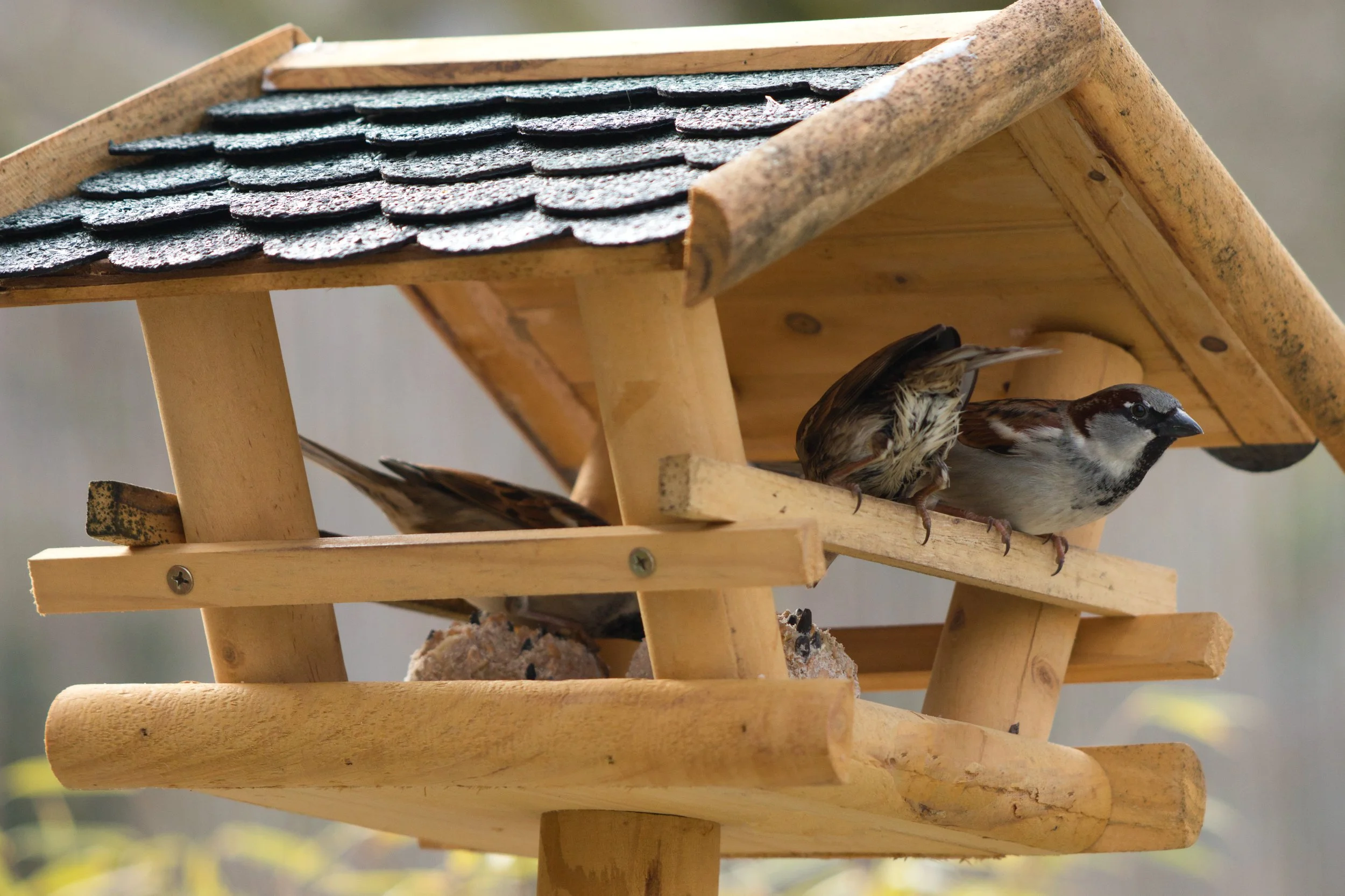 low-angle-view-bird-wooden-roof.jpg