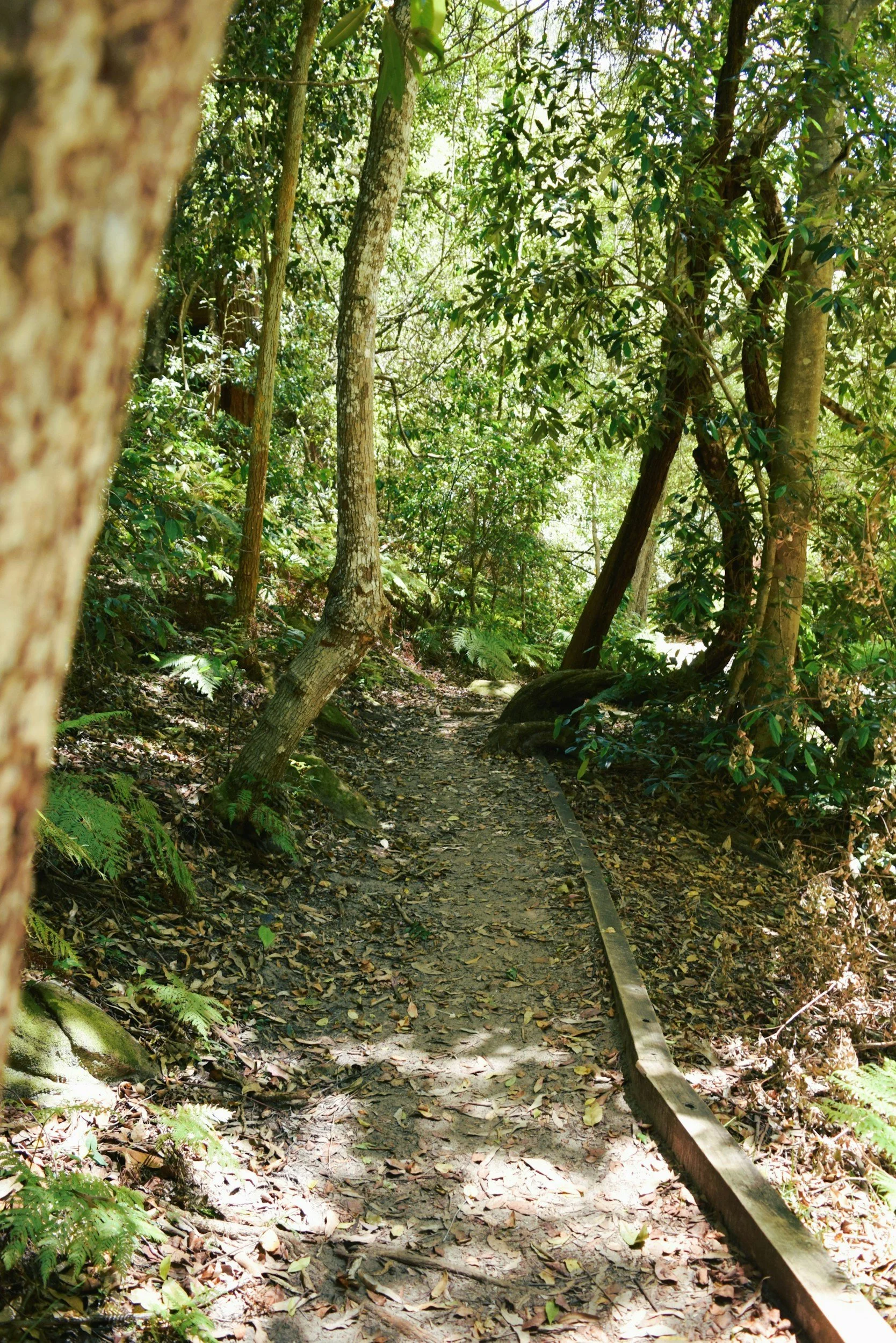 A narrow dirt trail winding through a dense, sunlit forest with lush green trees and foliage.