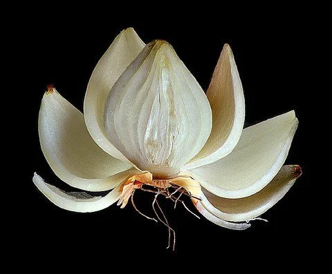 Onion as a metaphor in energy work