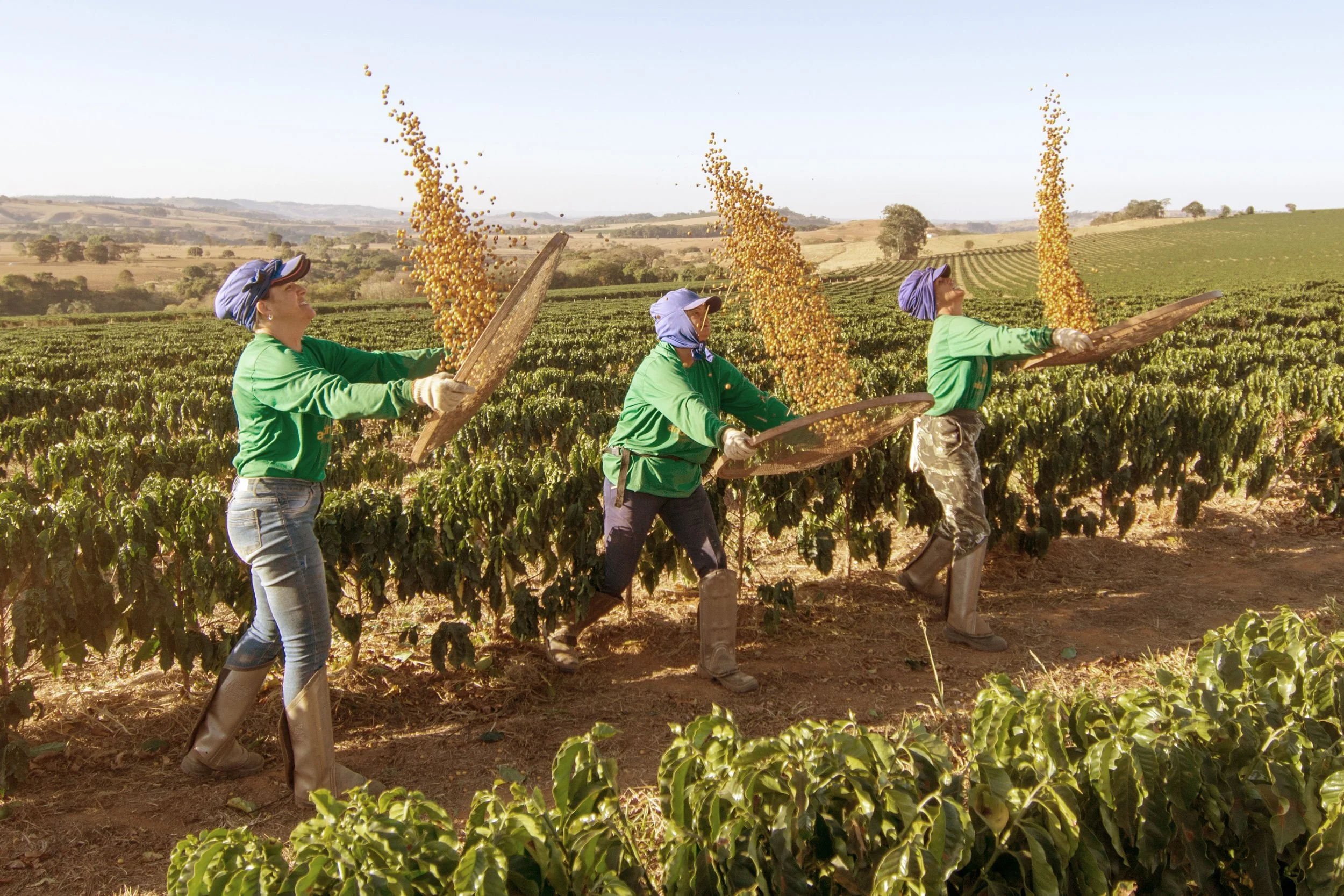 Three farm workers harvesting kiwifruit in a vineyard during daytime.