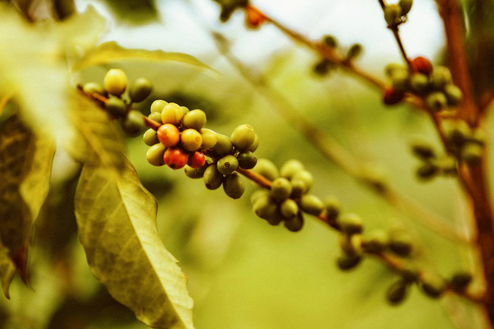Close-up of coffee cherries on a branch, with some unripe green cherries and a few starting to turn red, surrounded by green leaves.
