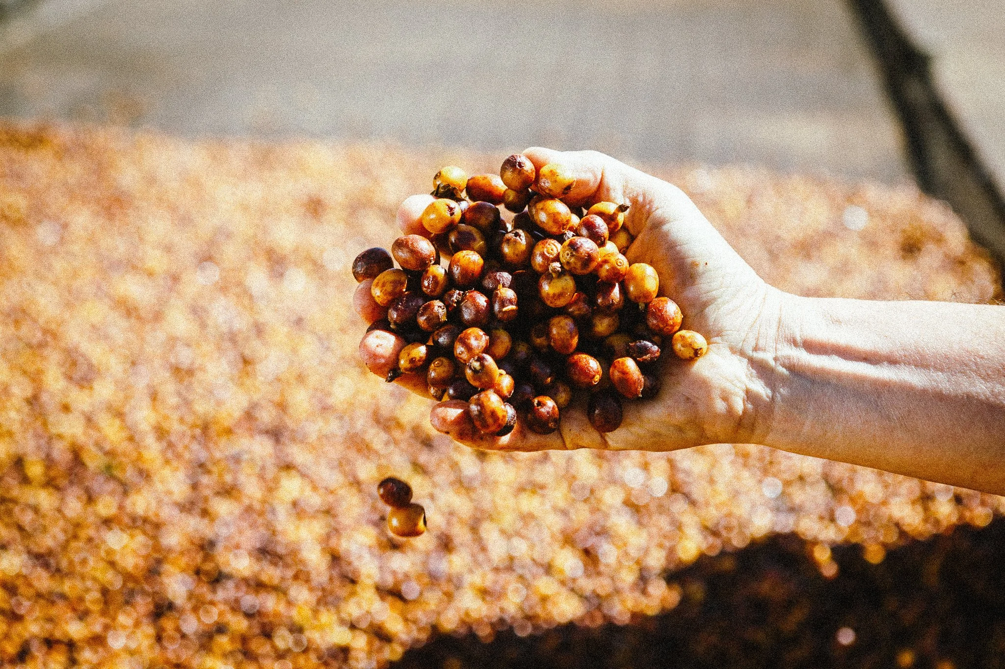A hand holding a bunch of ripe coffee cherries over a large pile of similar cherries.