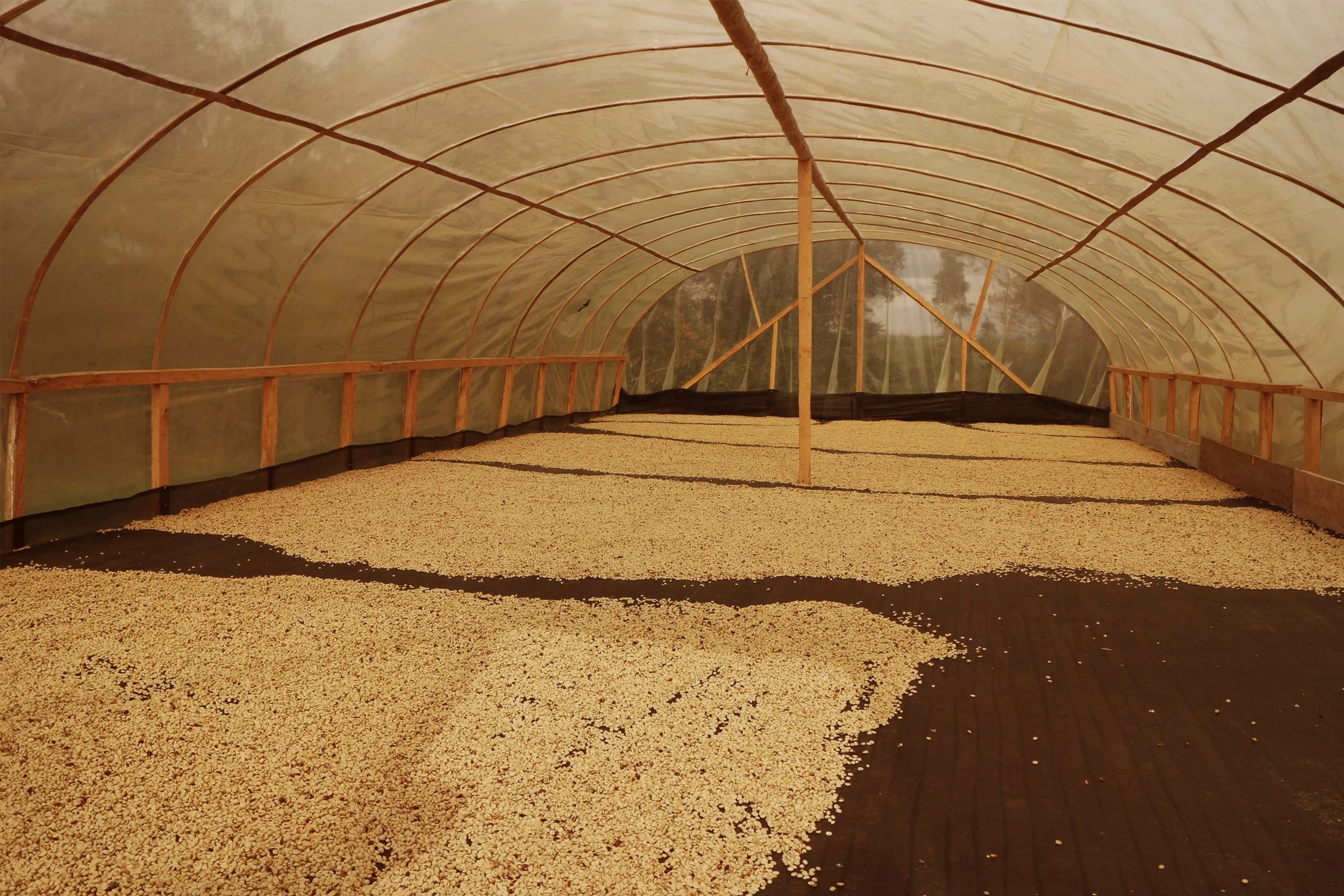 Inside a large greenhouse, sunflower seeds are spread out in rows on a dark tarp floor, with a curved plastic roof supported by wooden beams.