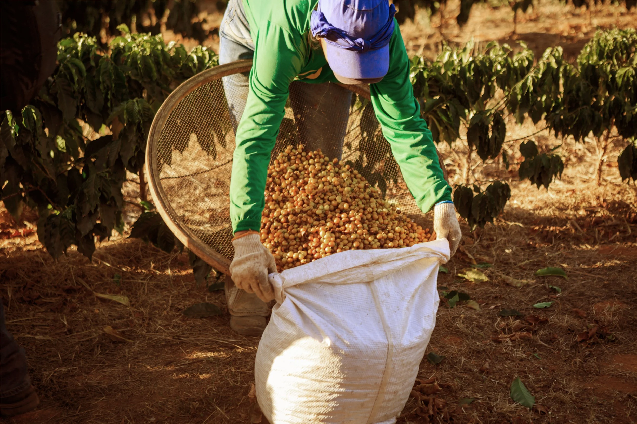 Farmer harvesting coffee cherries from a coffee plant, pouring them into a large white sack on the ground.