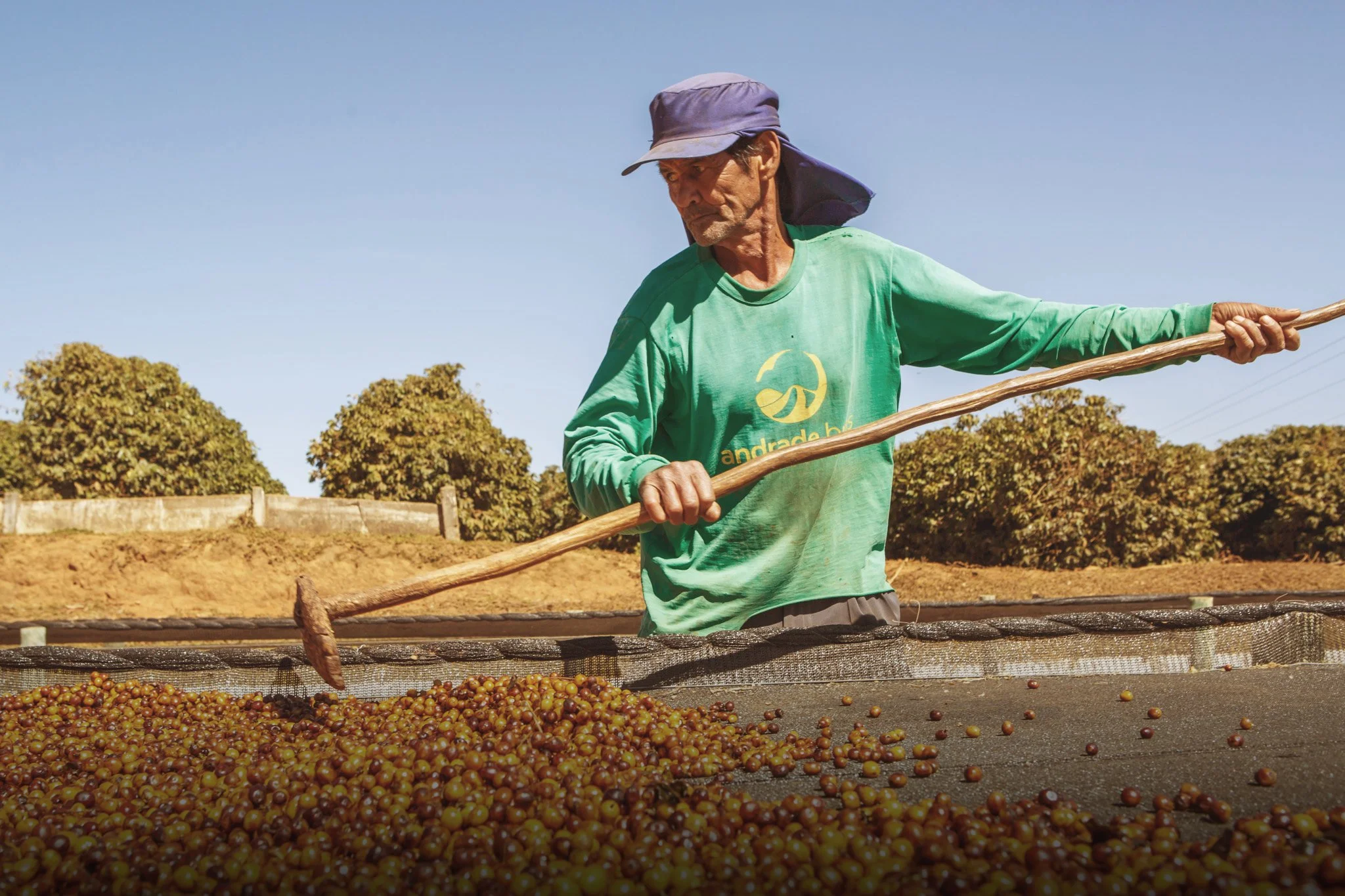 Farmer inspecting newly picked coffee cherries on a drying bed during sunny day