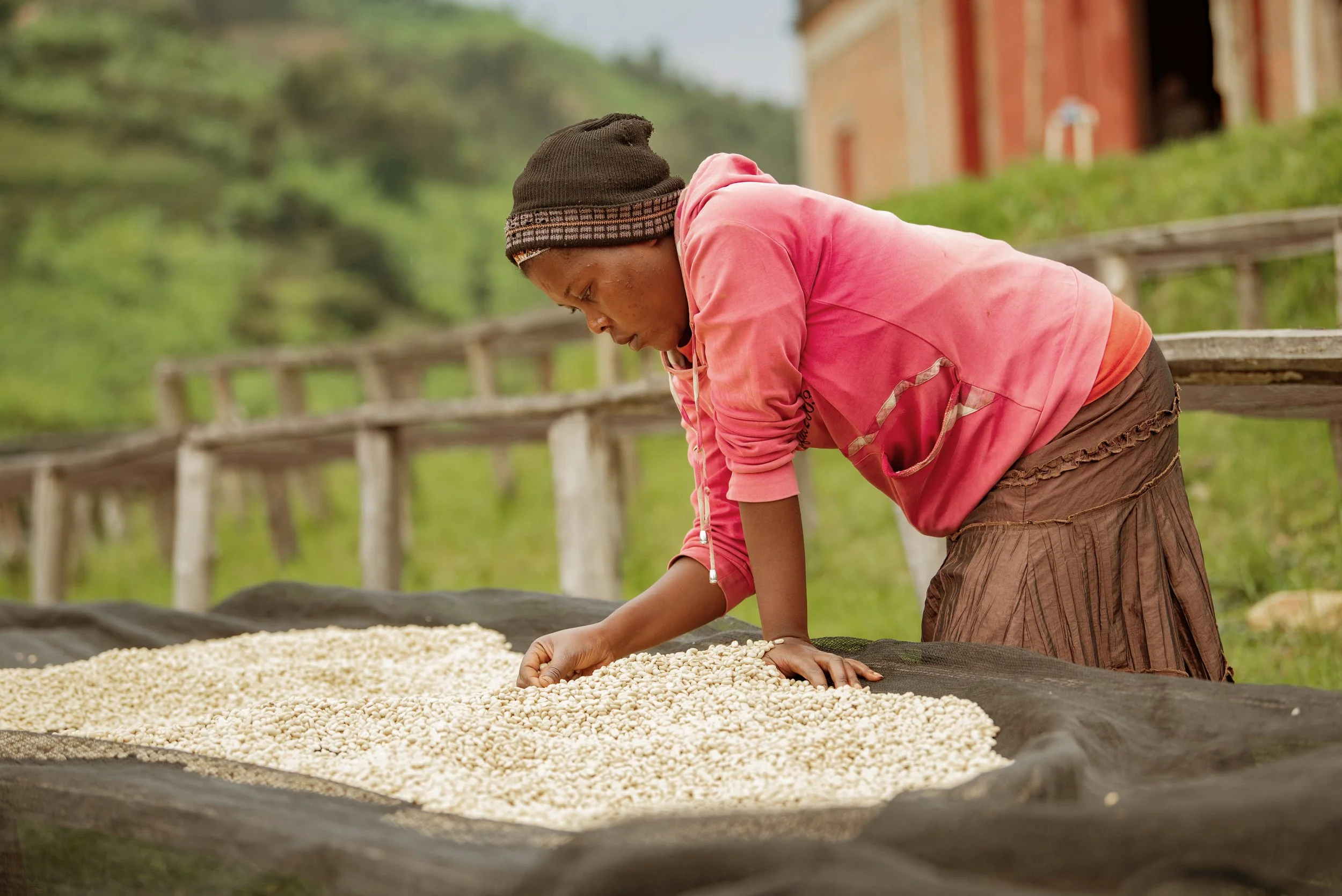 A person wearing a pink hoodie and brown skirt inspecting coffee beans spread on a drying bed outdoors.