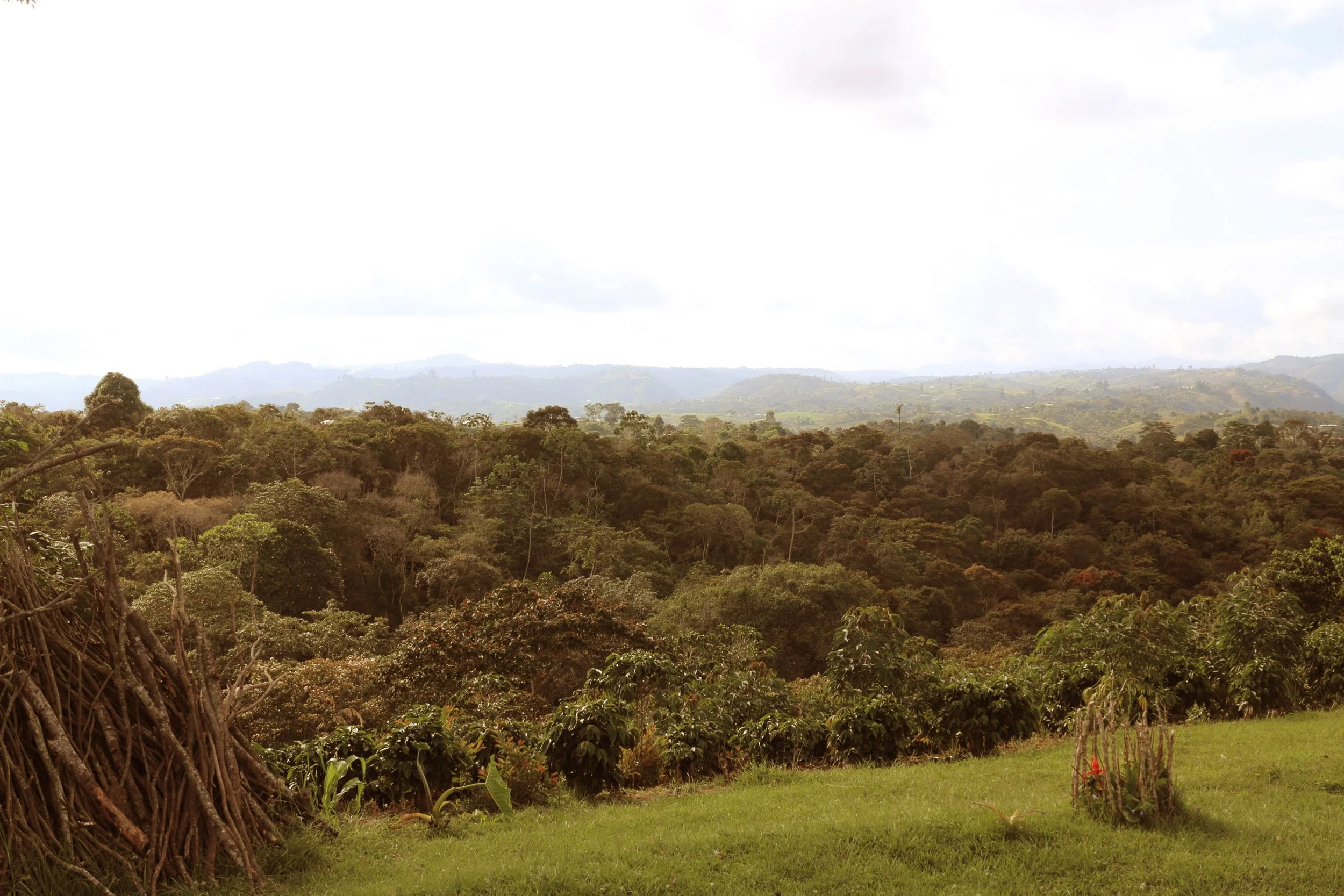 Lush green forest with rolling hills and mountains in the background, partially cloudy sky.