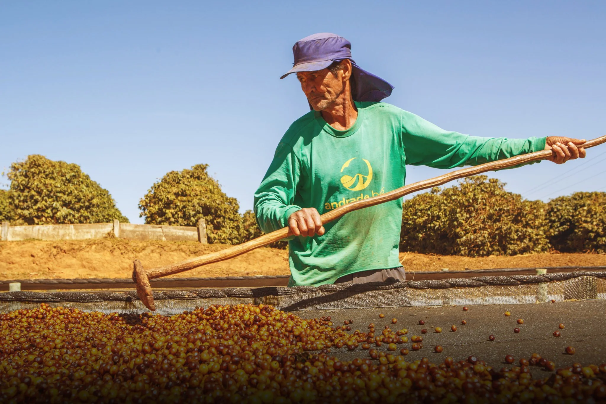 A man in a green shirt and purple hat uses a wooden rake to collect coffee cherries on a wet table outdoors under a clear blue sky.