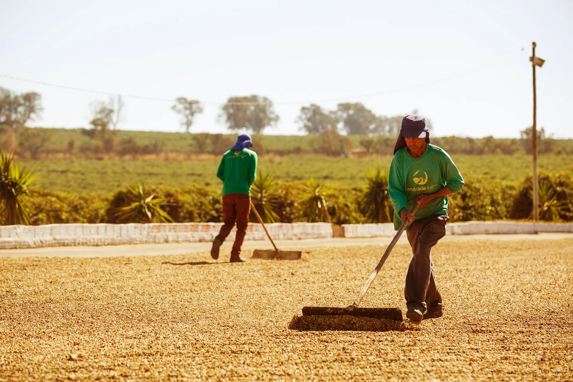 Two workers in green shirts are spreading coffee beans on a field bed.
