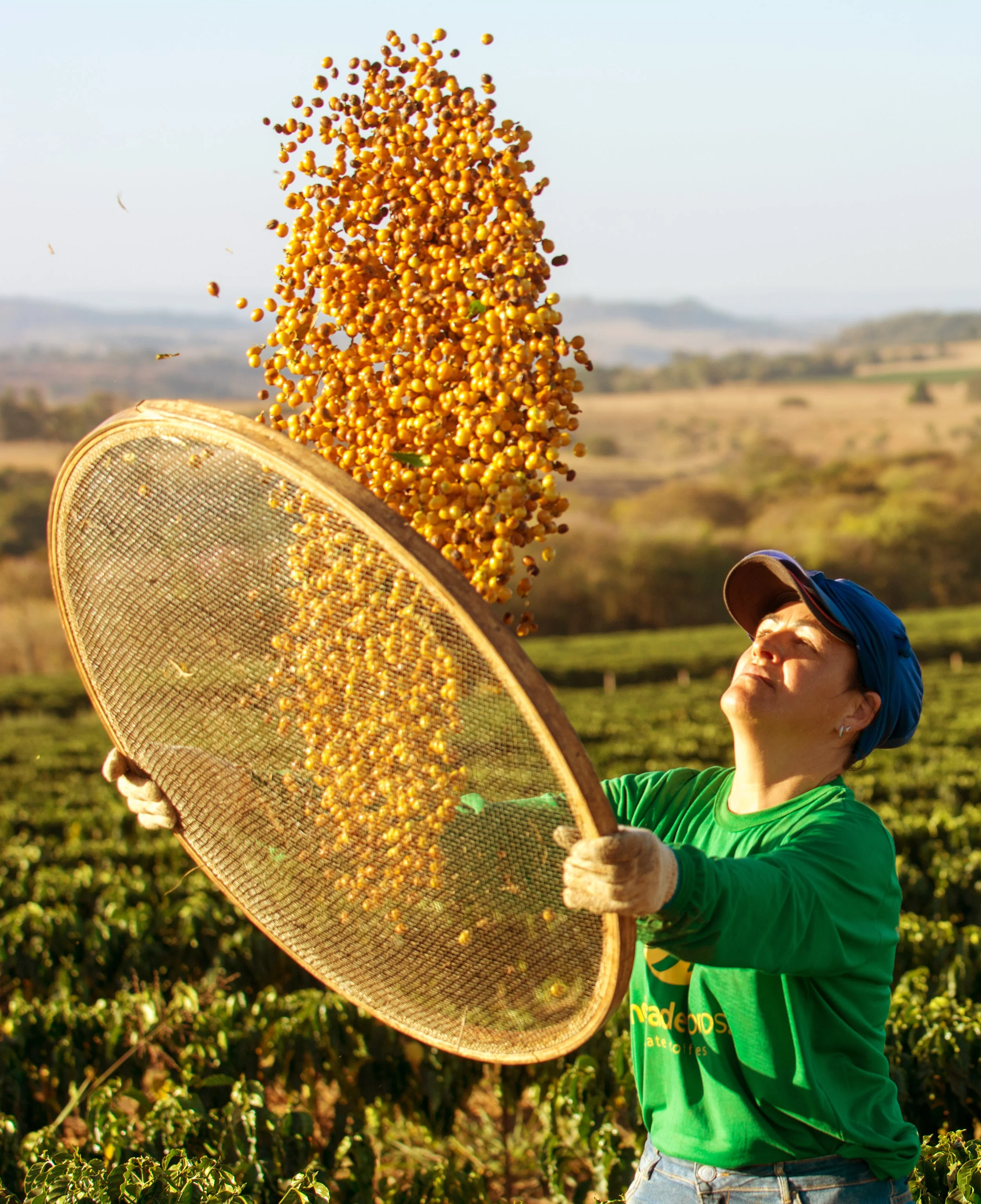 A woman wearing a green shirt and a blue headscarf harvesting coffee beans by tossing them into a large sieve in a coffee plantation.