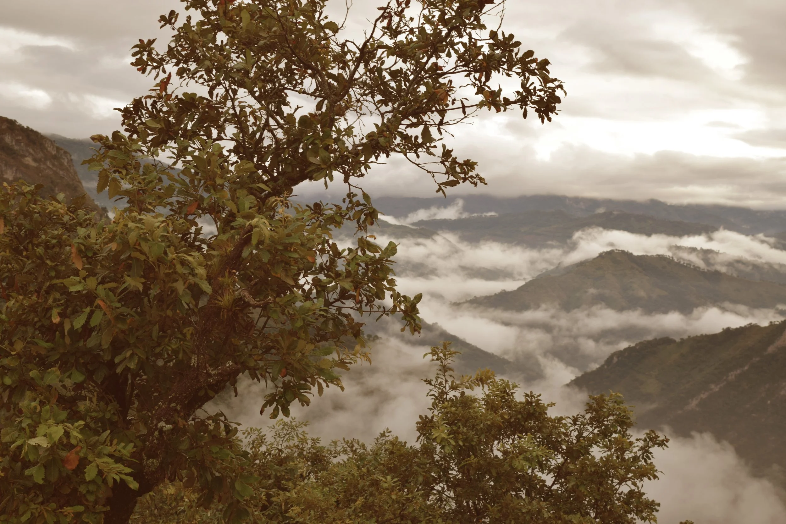 Misty mountain landscape with trees and clouds in the background.