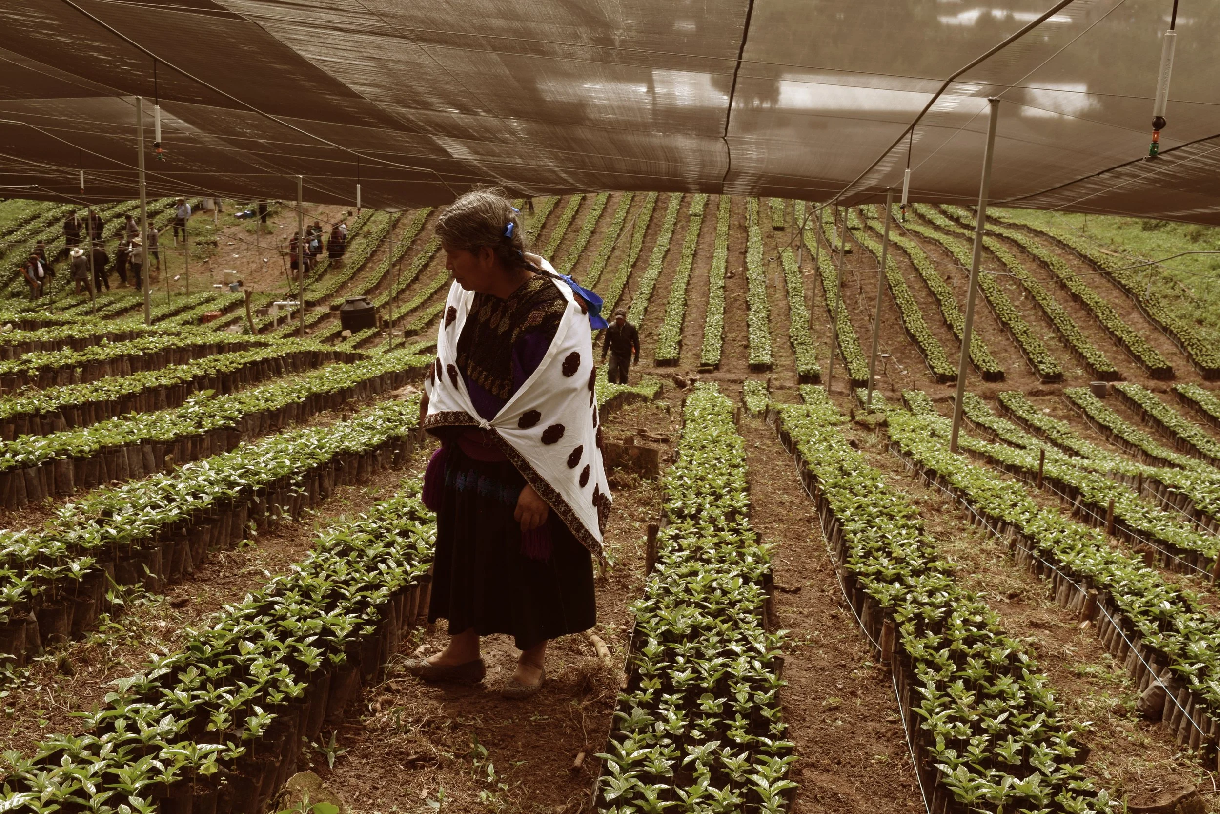 A woman walking through rows of young plants in a large outdoor nursery. She is wearing traditional clothing and is under a protective shade cloth, with other people and more plants visible in the background.