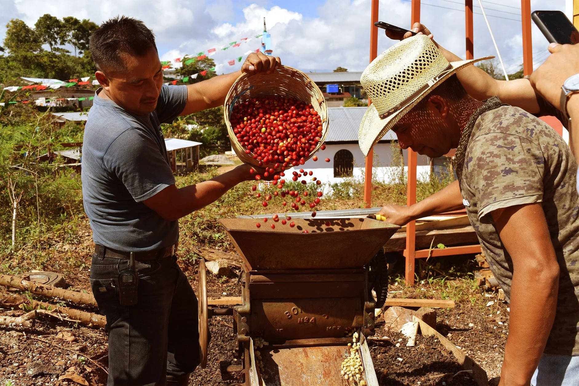 Two men harvest red coffee cherries from a small coffee farm, one pouring cherries into a container, and the other harvesting with a tool, outdoors with a small building and trees in the background.
