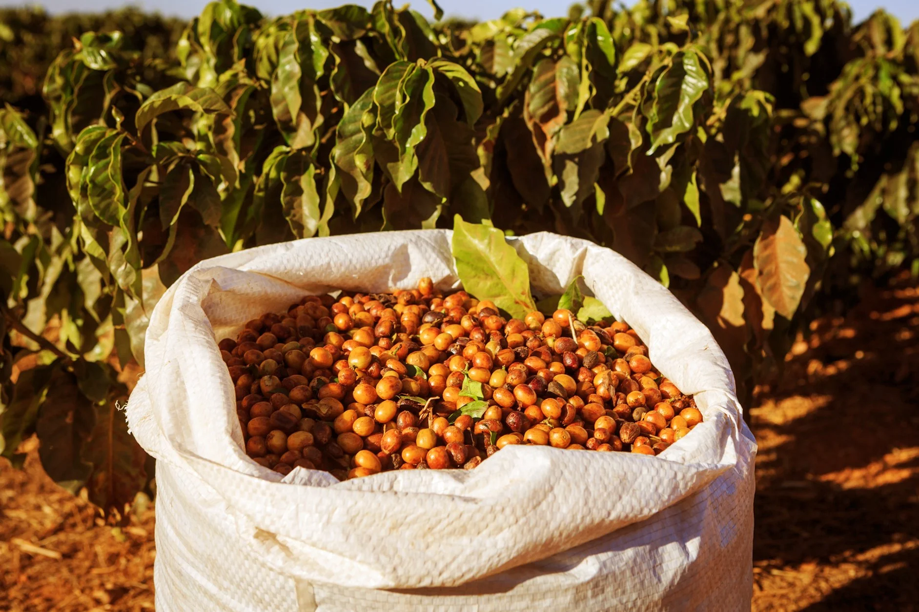 A large white woven sack filled with ripe coffee cherries sits in front of lush green coffee plants in a sunny coffee farm.