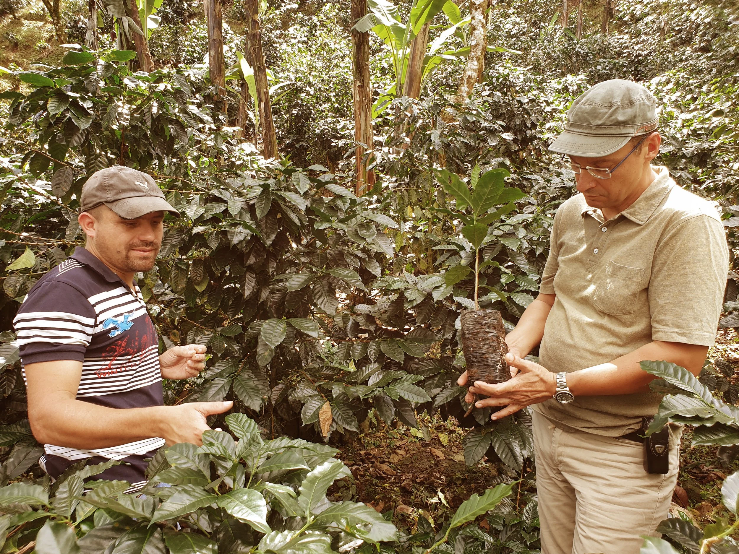 Two men in a coffee plantation inspecting a coffee cherry pod together, surrounded by coffee plants and foliage.
