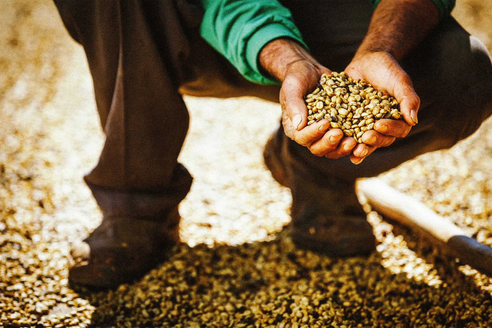 A person holding a handful of green coffee beans while squatting on a bed of similar beans.